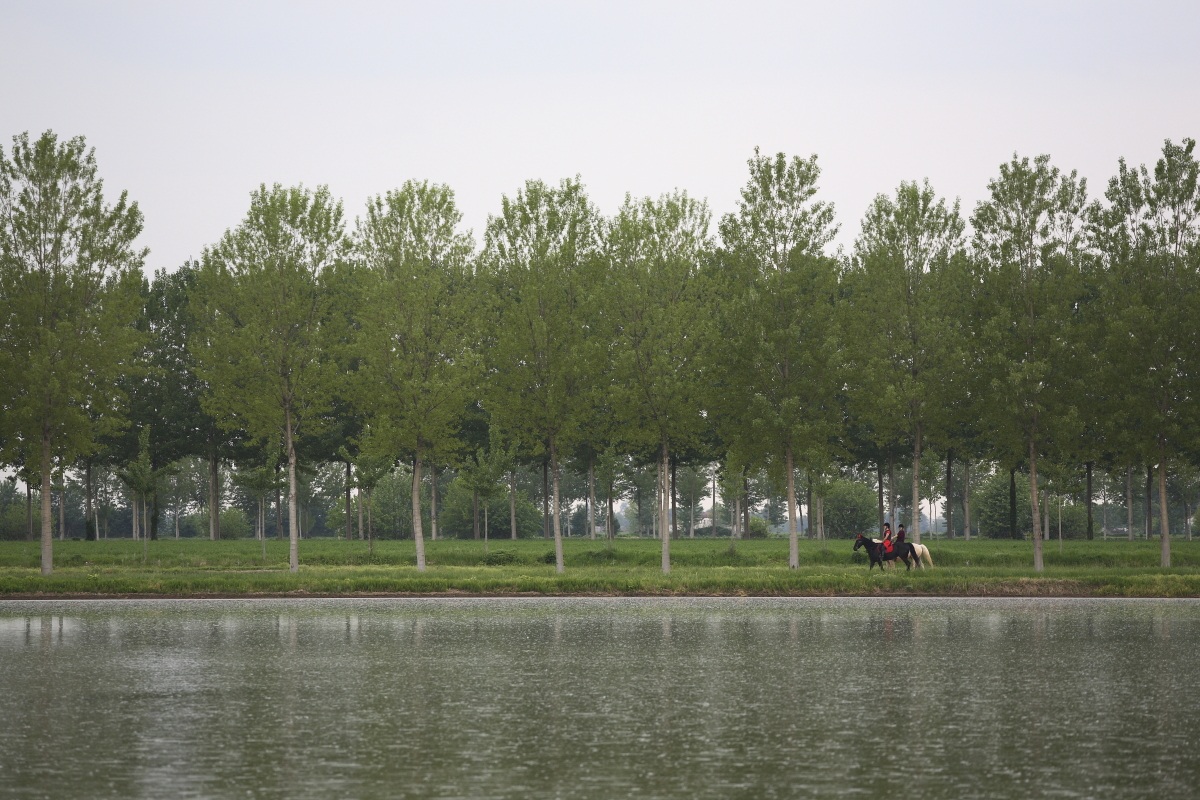 Paddy between Isola della Scala (VR) and Vigasio (vr)