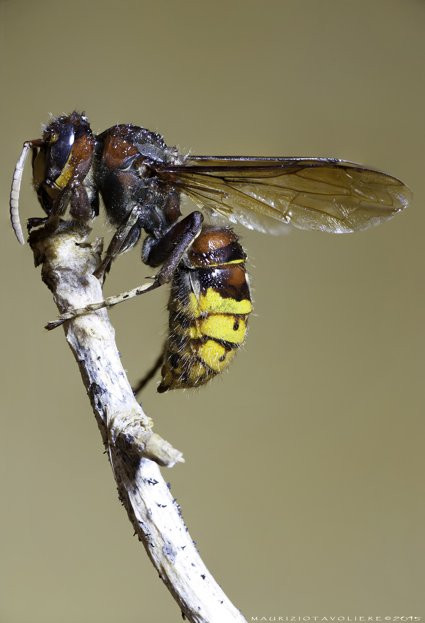 Vespa Crabro, the biggest European Vespid.