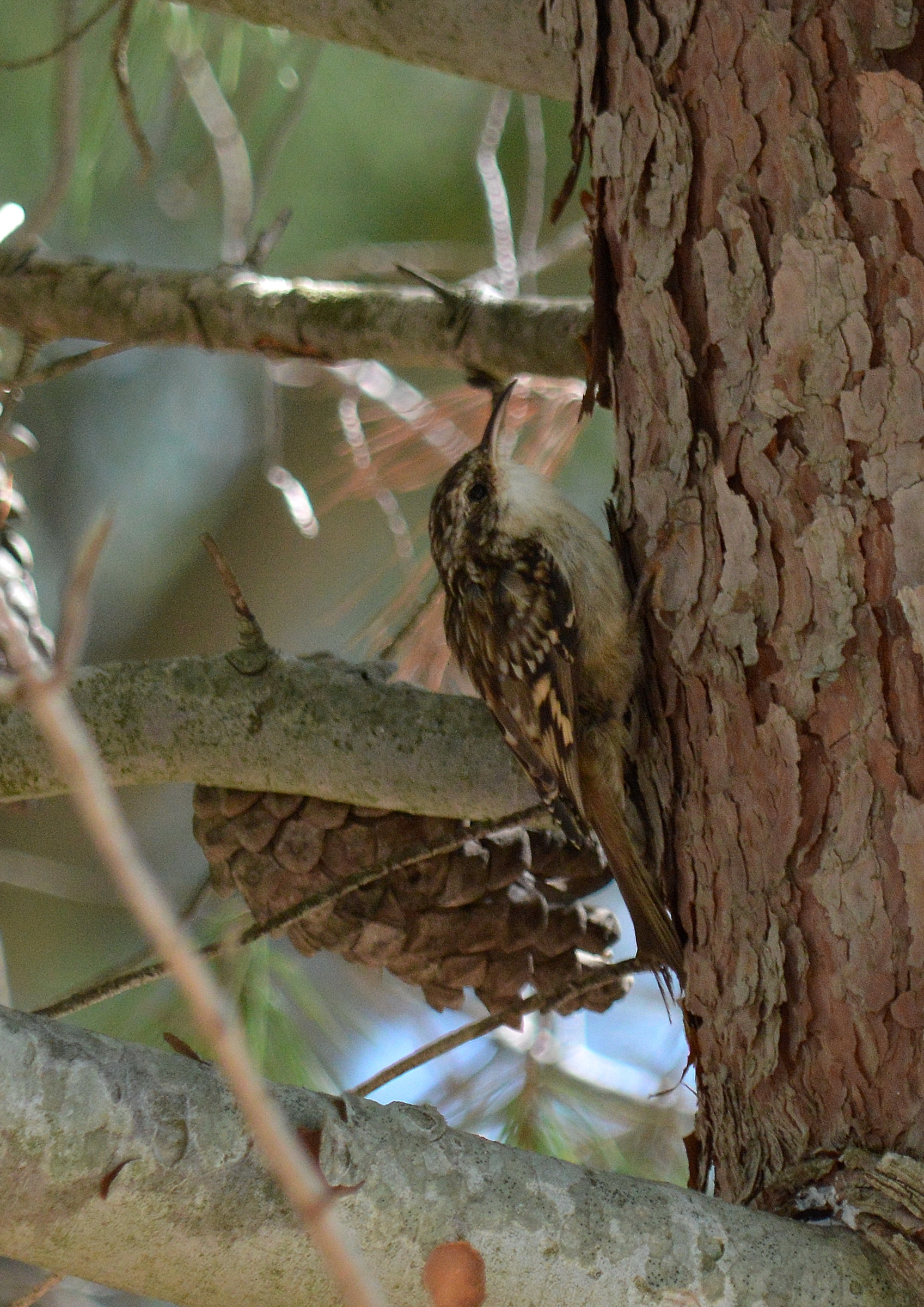 Treecreeper - Certhia brachydactyla