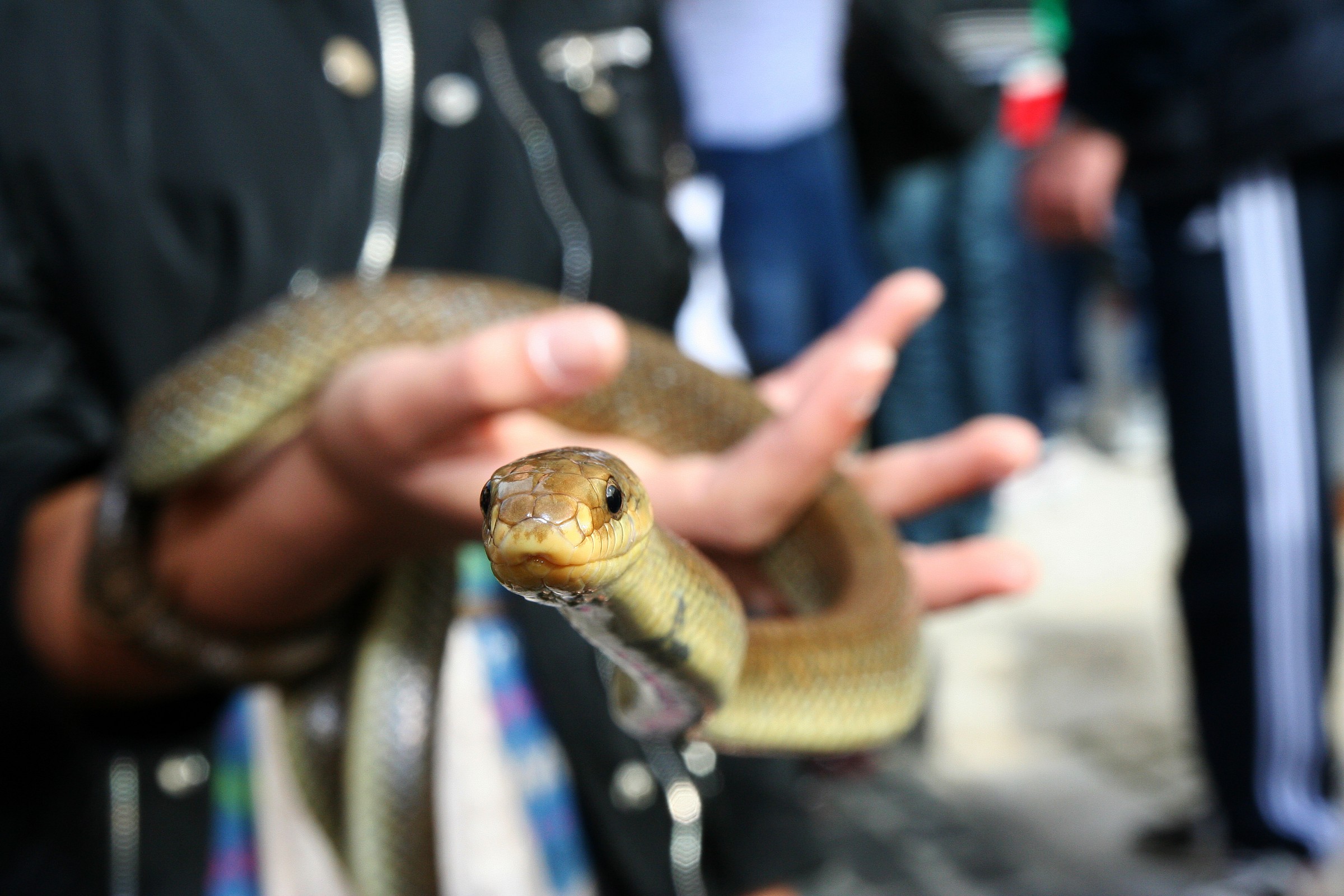 IL sorriso di un serpente!!!