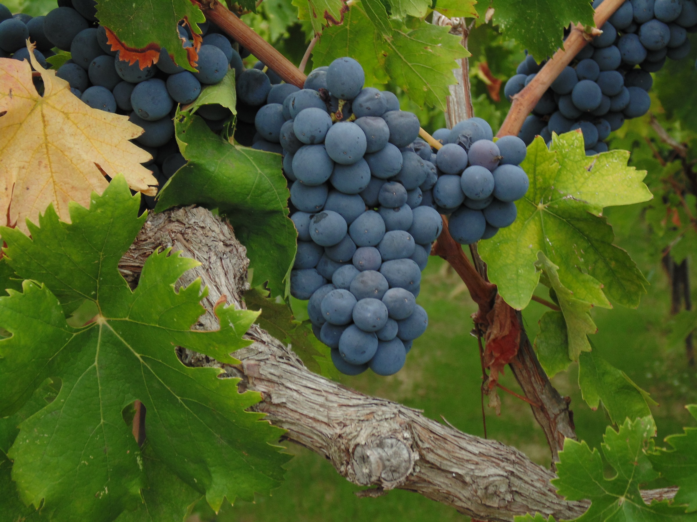 waiting for the harvest