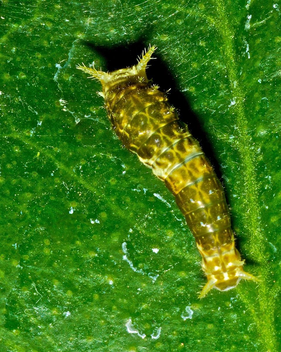 caterpillar juvenile stage