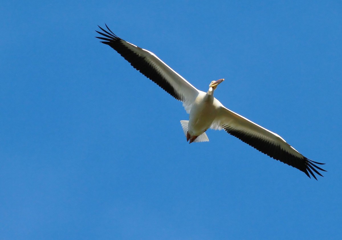Massima di sollevamento