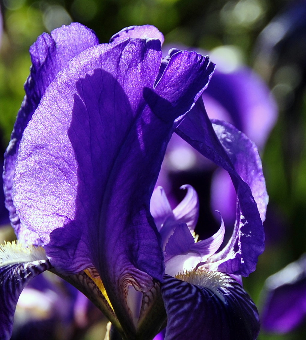 A blue wave in the heart of an iris ...