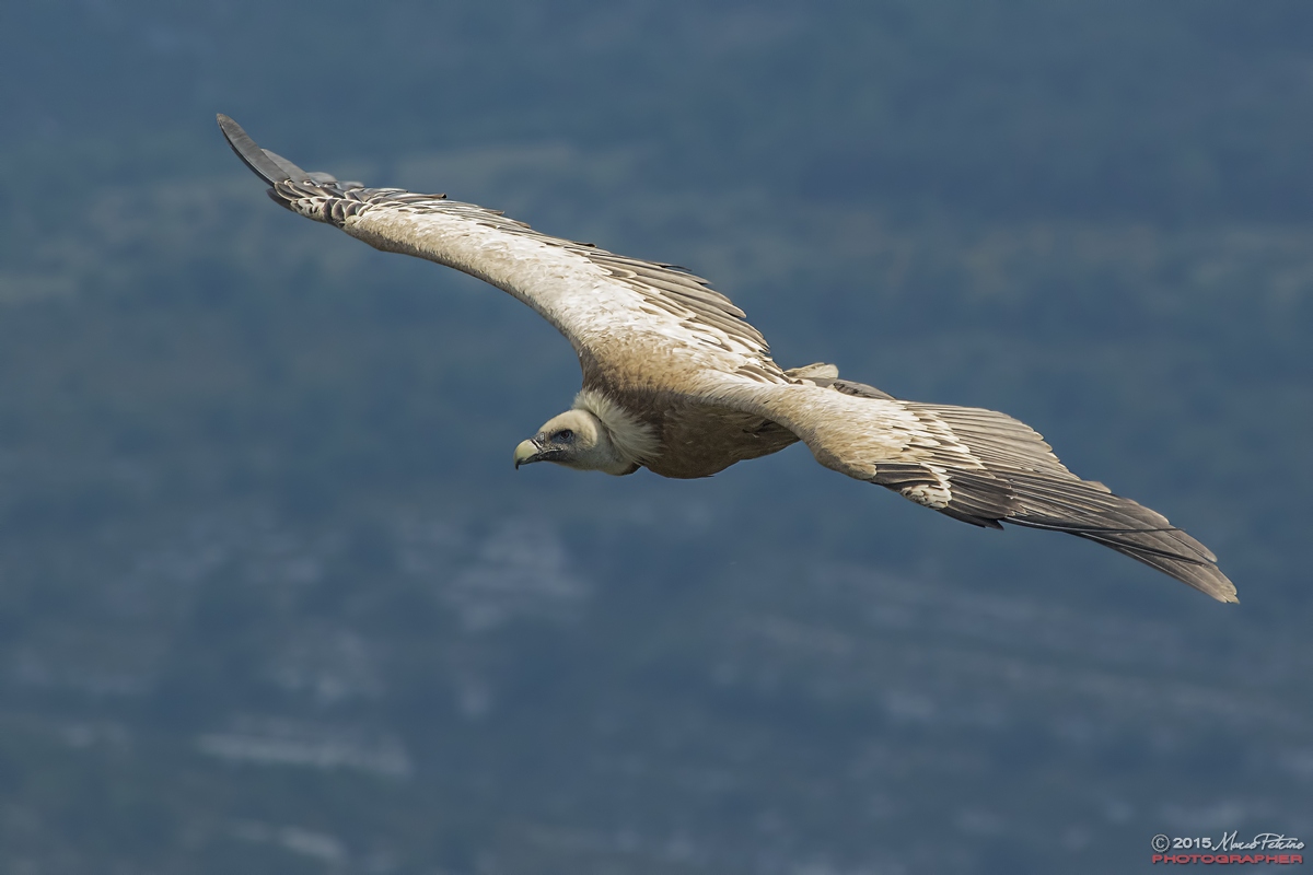 Griffon vulture (Gyps fulvus)