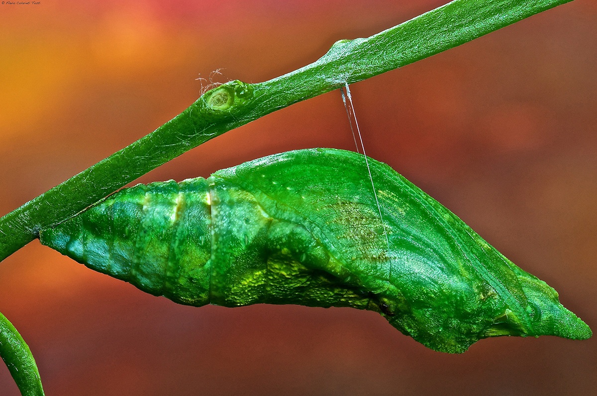 pupa