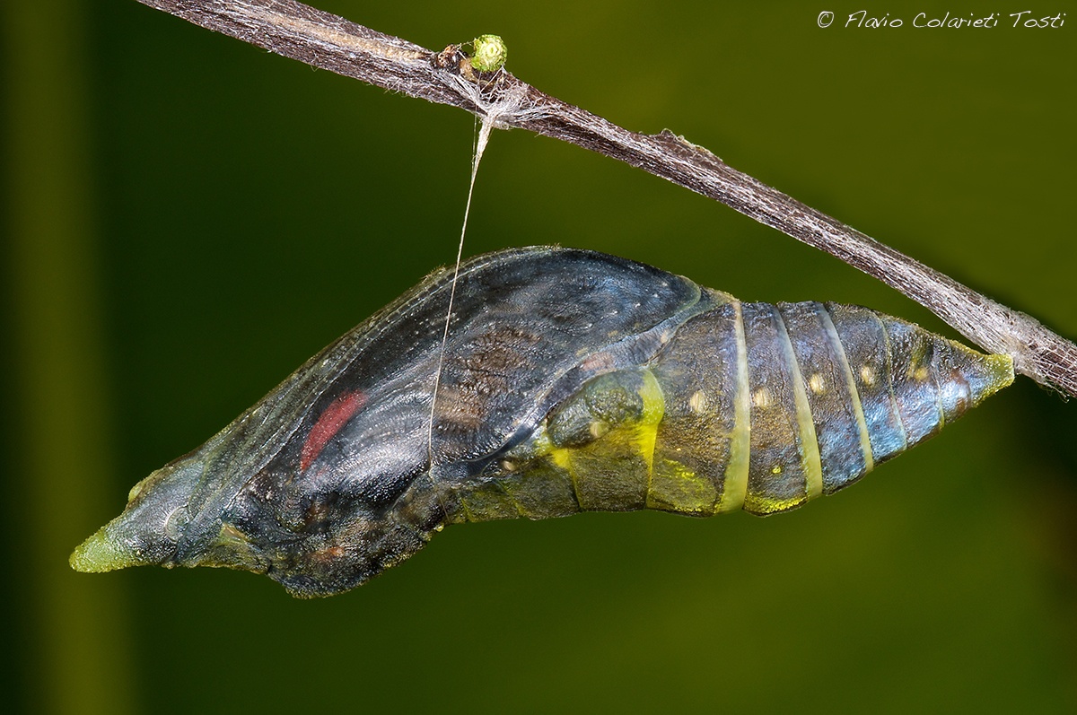 pupa pre flicker