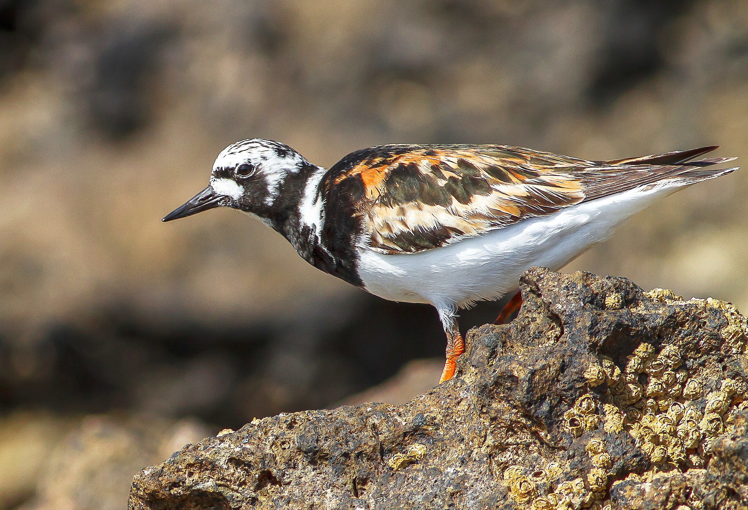 Voltapietre adulto, abito estivo