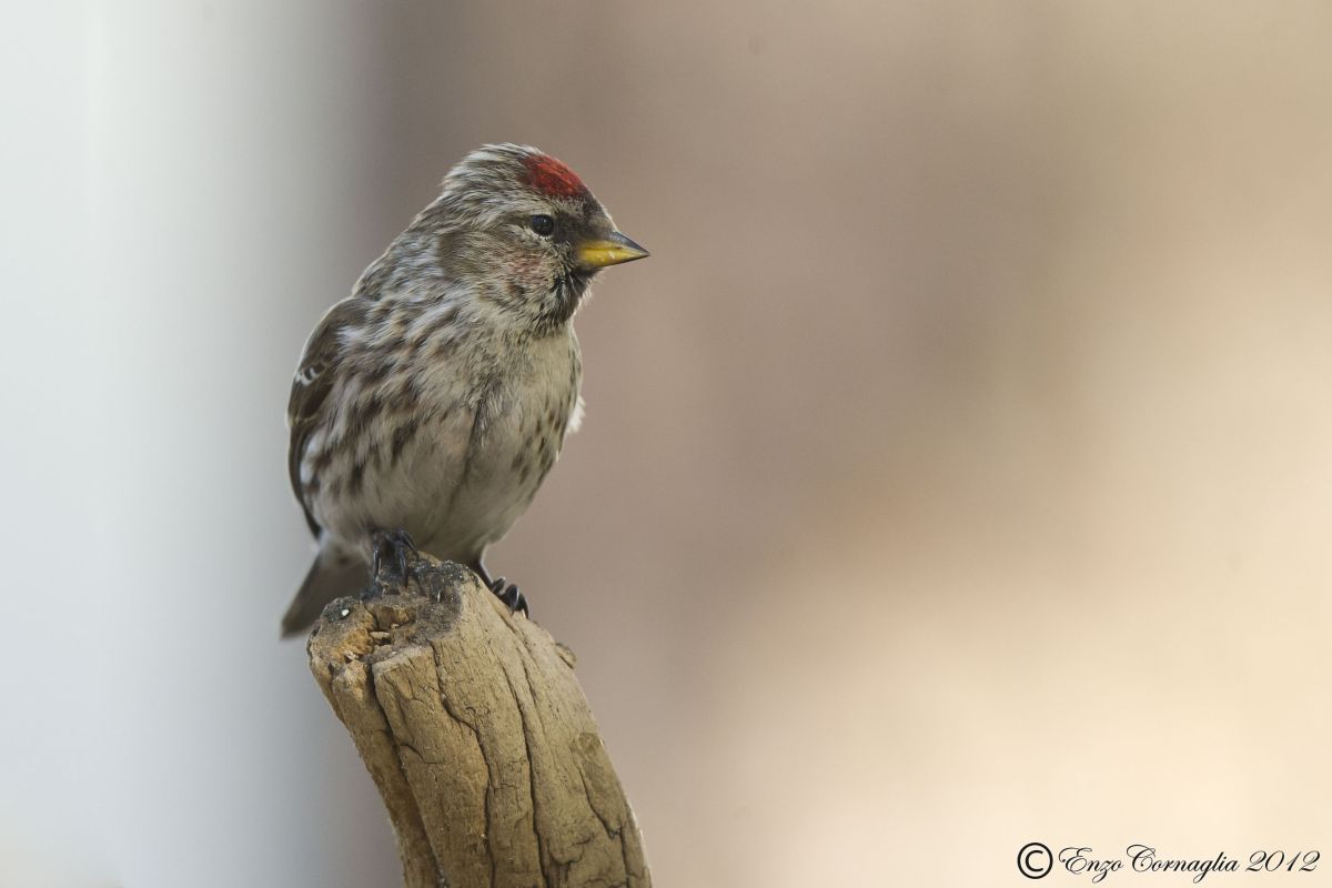 Redpoll (F)