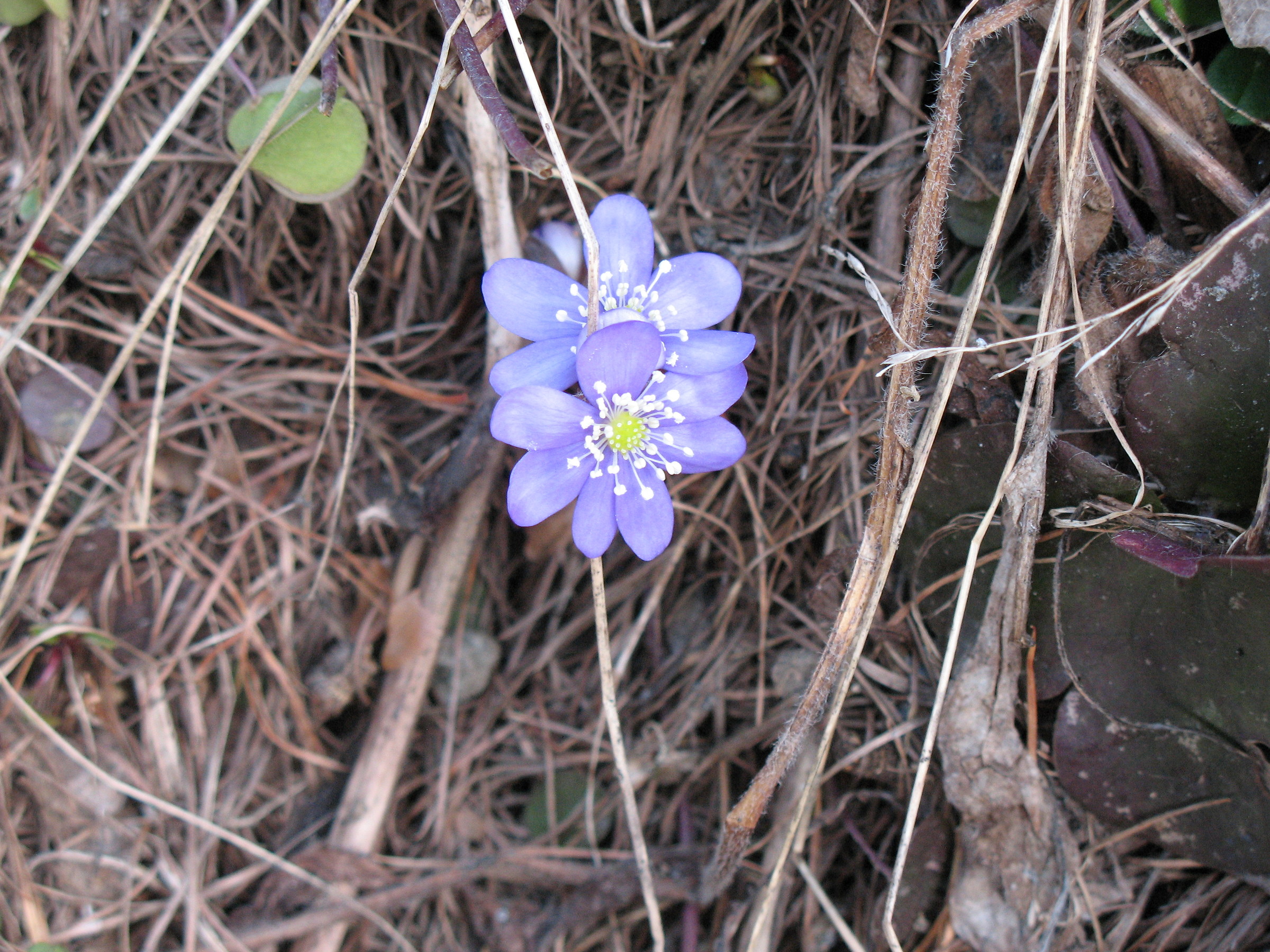 Hepatica Nobilis S.