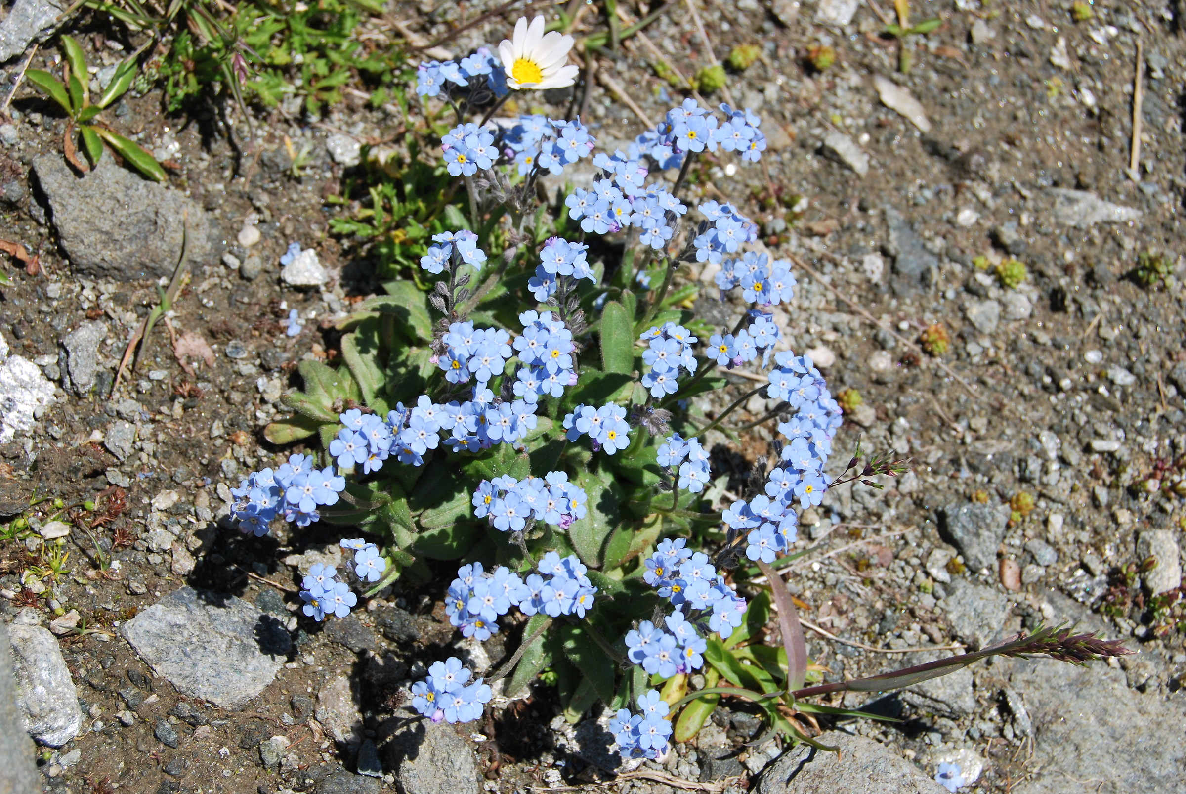 Myosotis alpestrisF.W. Schmidt