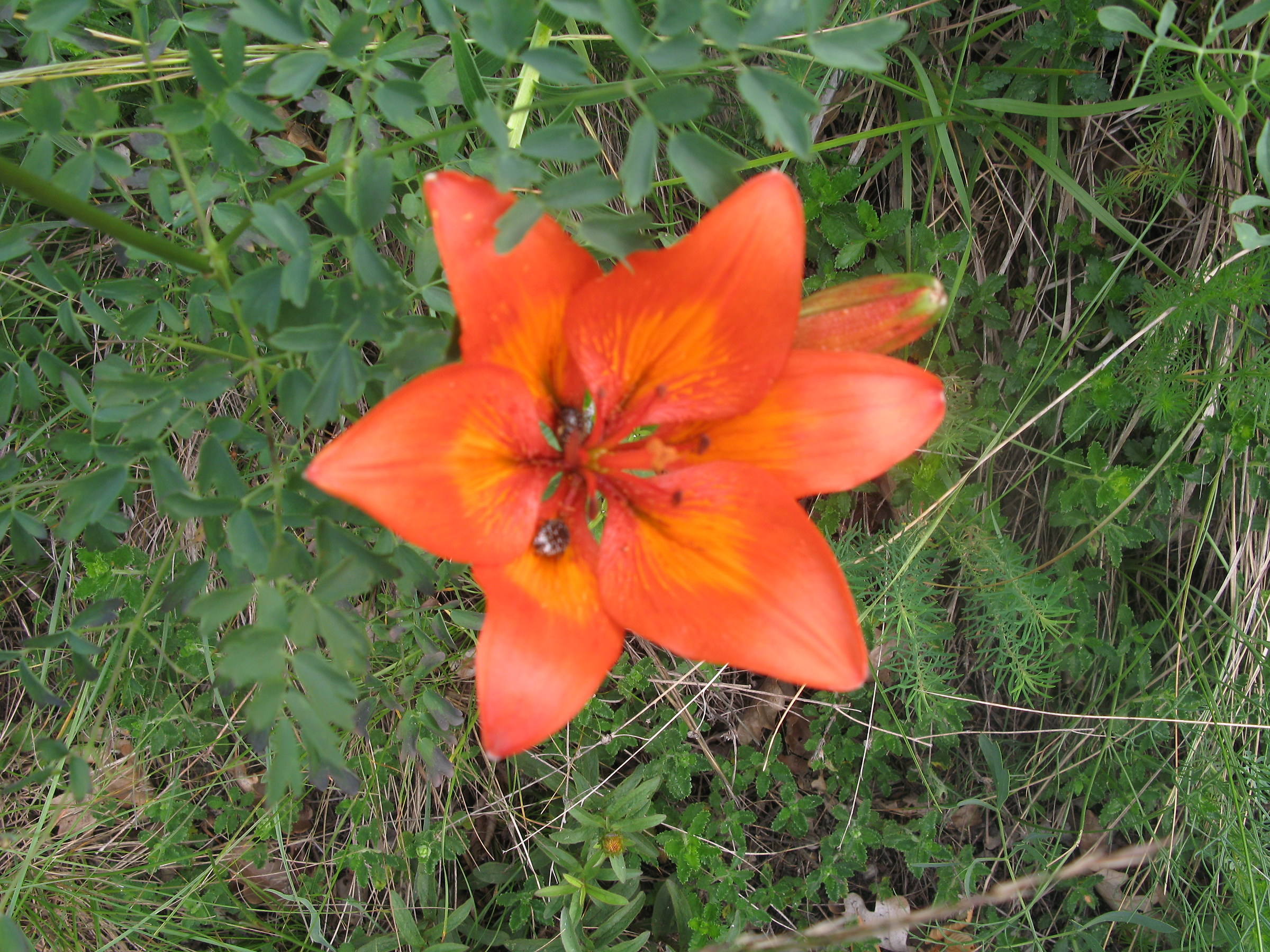 Lilium bulbiferum (giglio rosso)