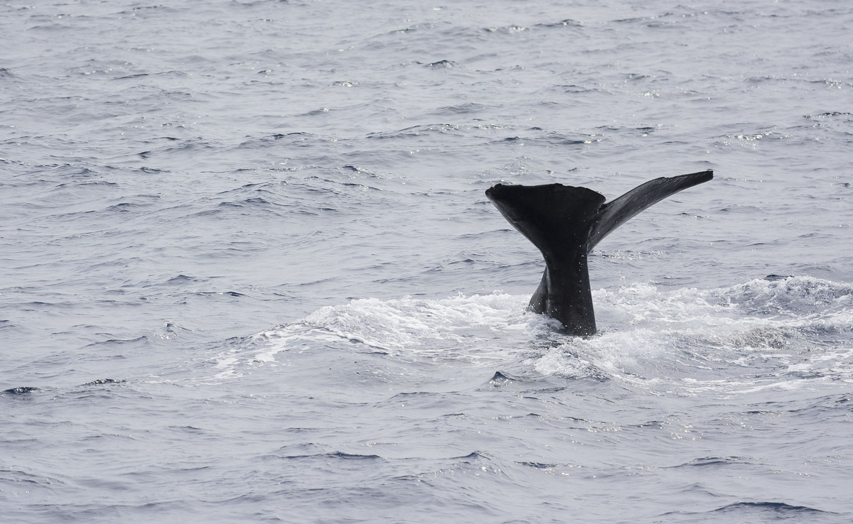 Pico Sperm Whale