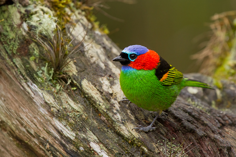 Red-necked tanager
