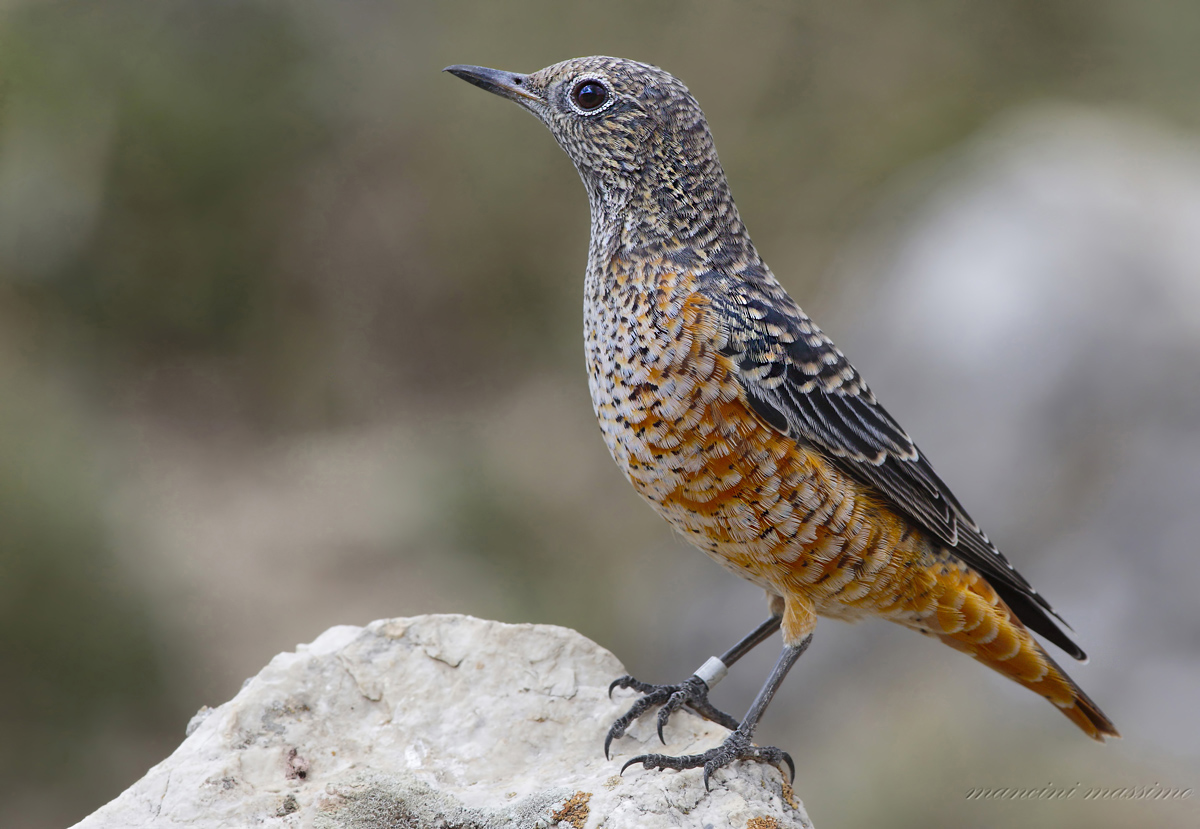 Codirossone (Monticila saxatilis)