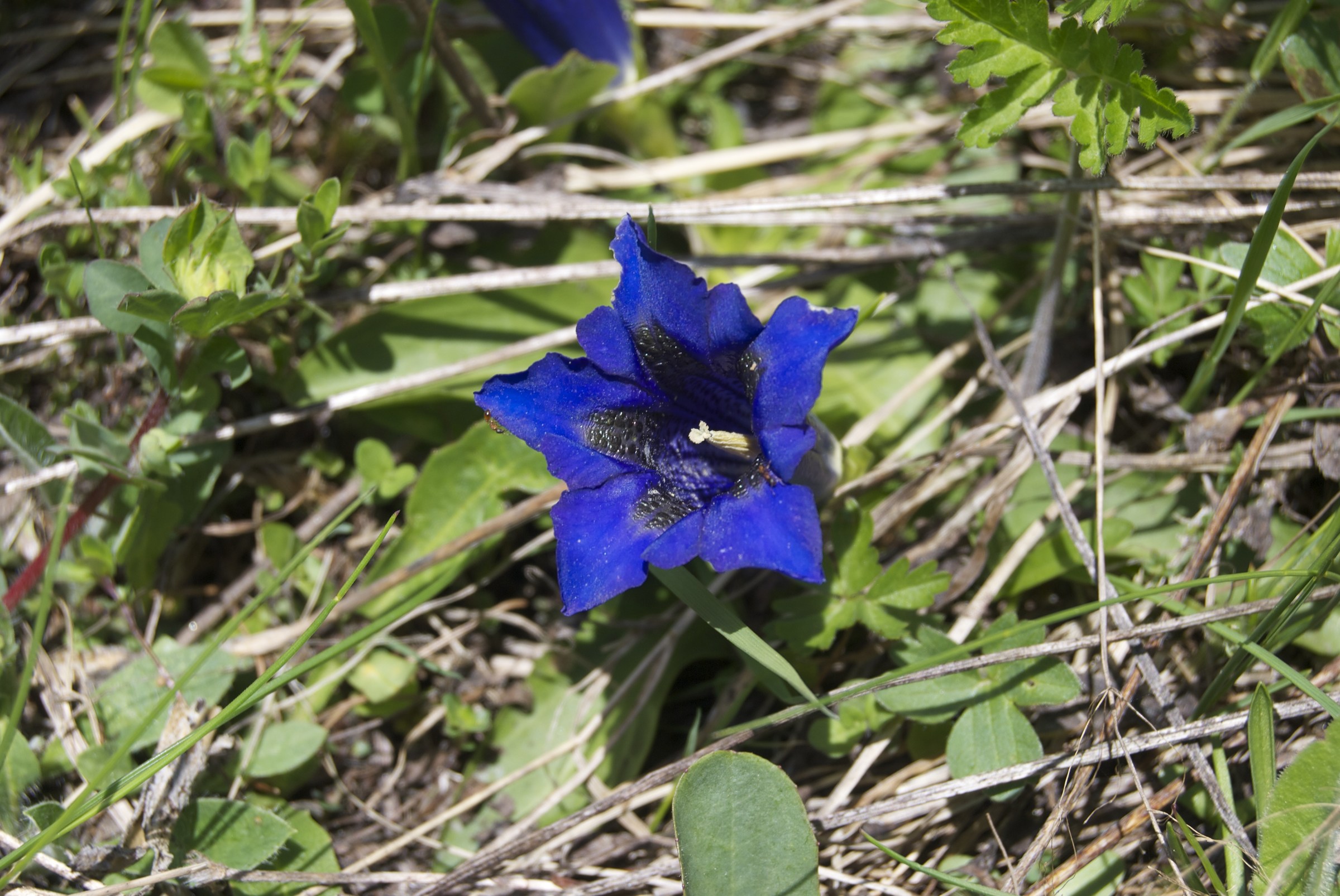 Gentiana acaulis L. (Genziana acaule )