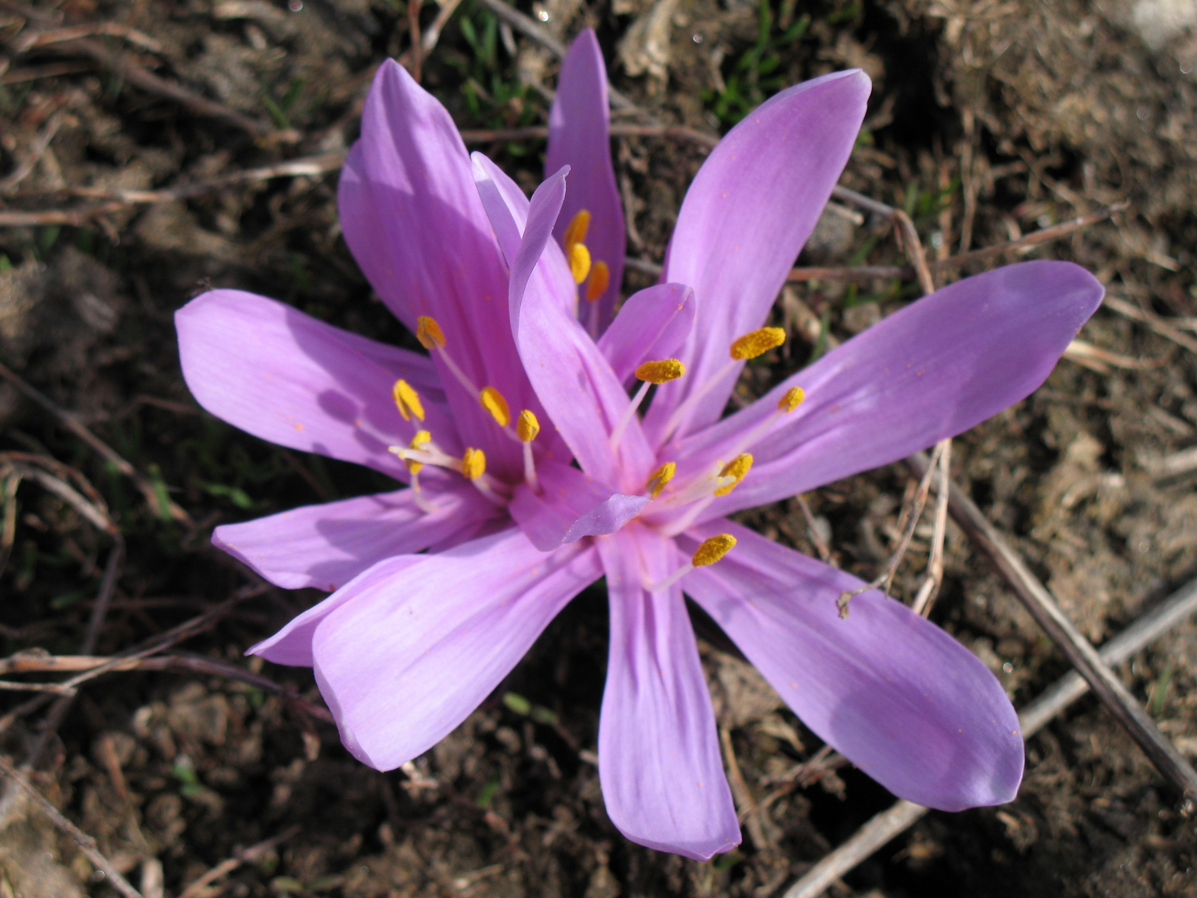 Bulbocodium vernum L. (Bulbocodio di primavera)
