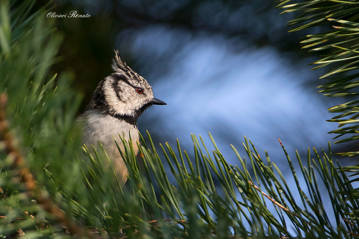 Cincia dal ciuffo (Lophophanes cristatus)