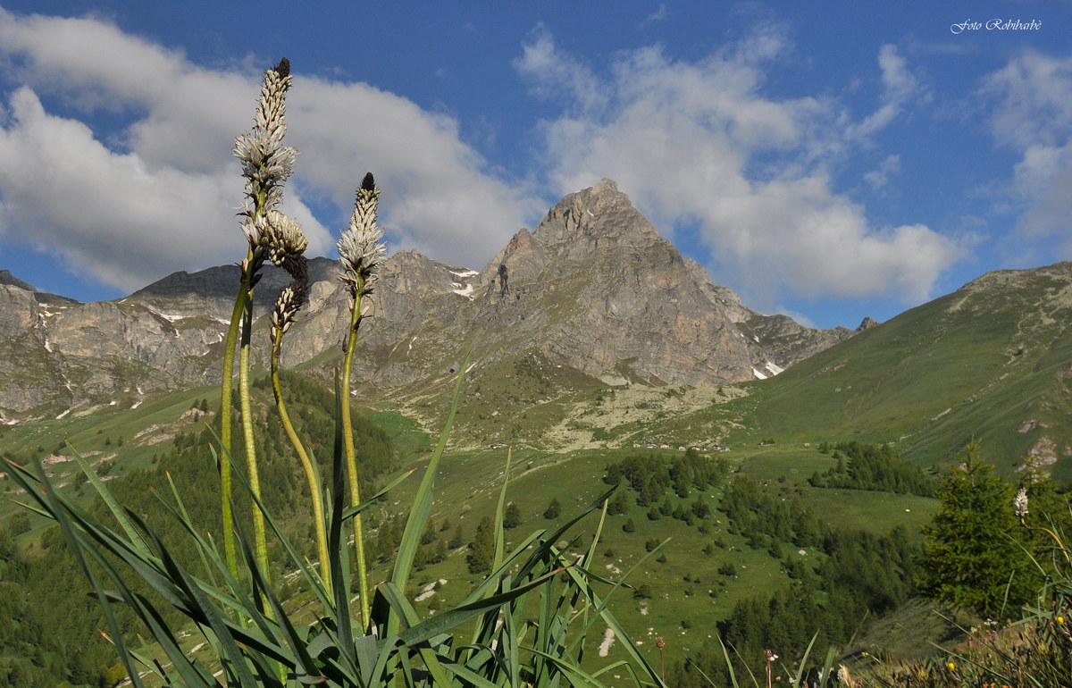 Daffodils in full view ...