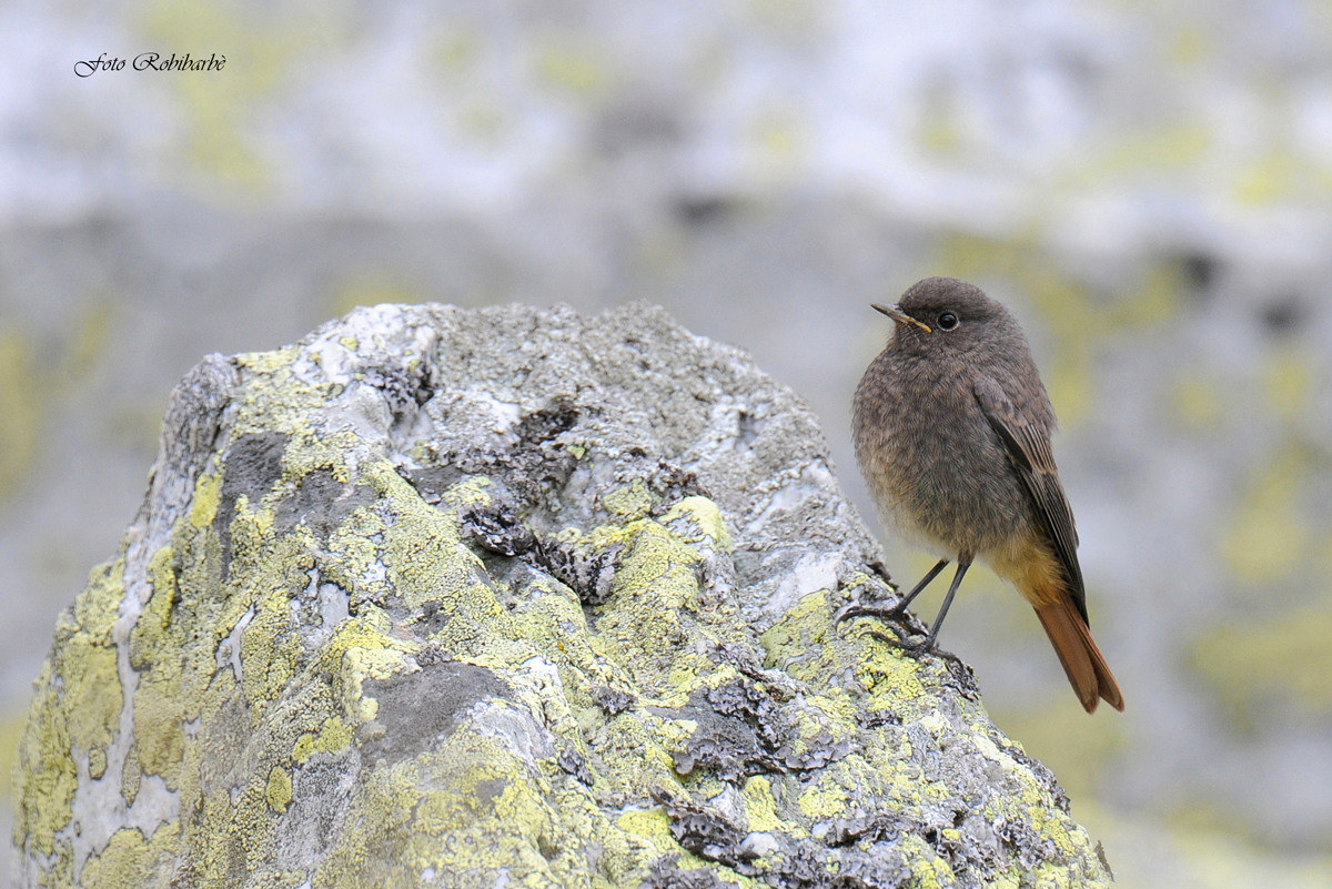 Codirosso...scalatore...