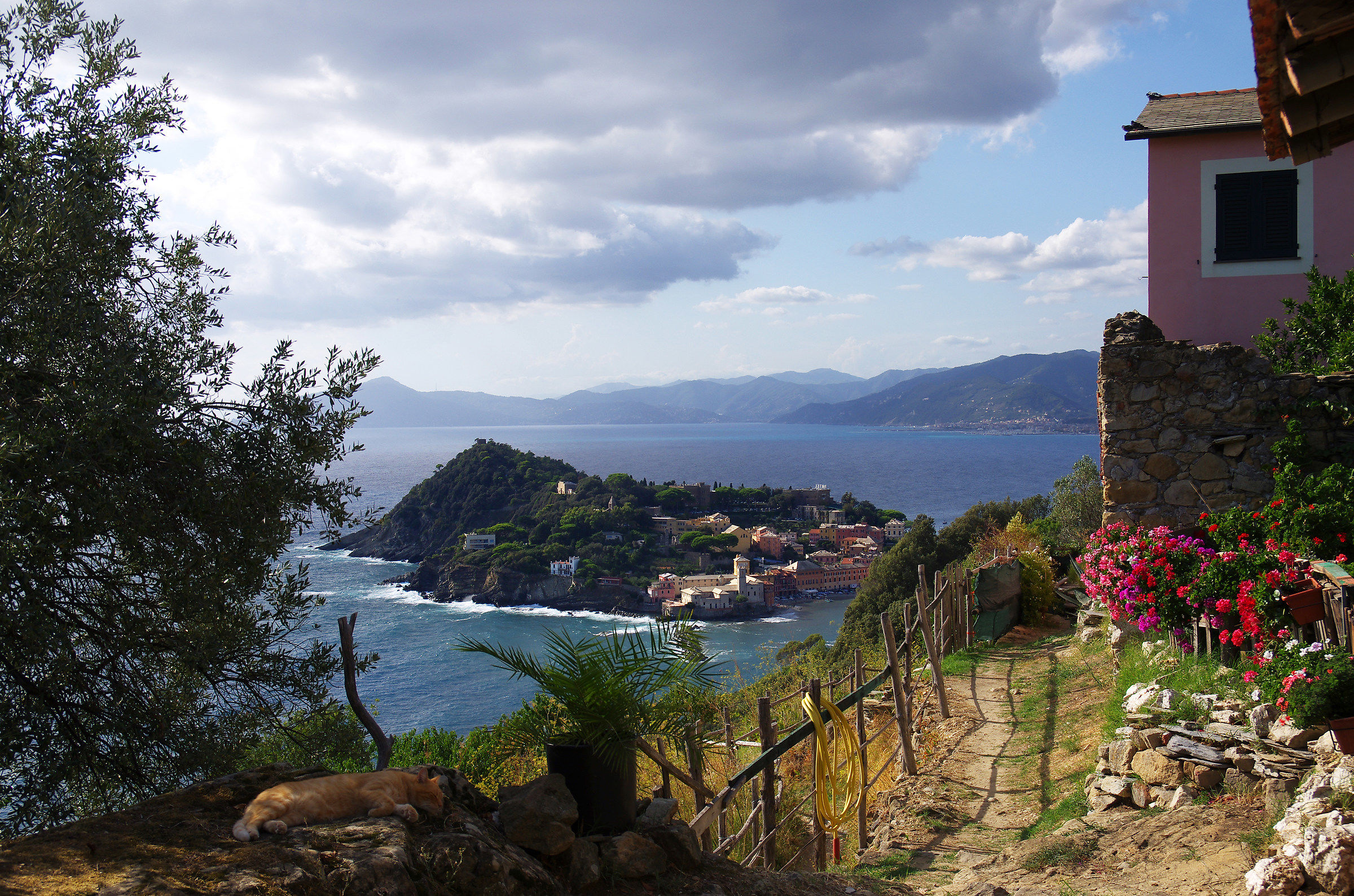 Fortunello cat !!! (Sestri Levante)