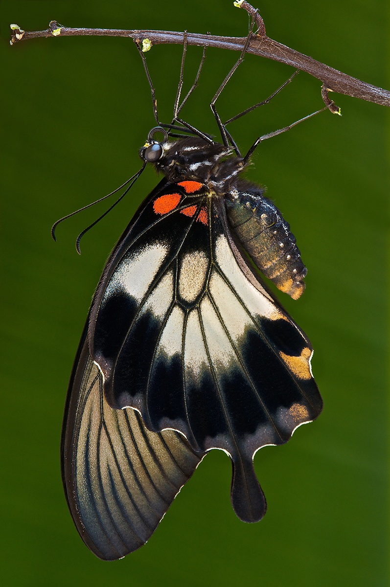 Papilio memnon
