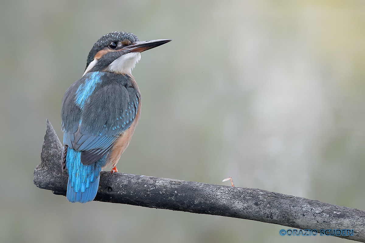 Alcedo atthis