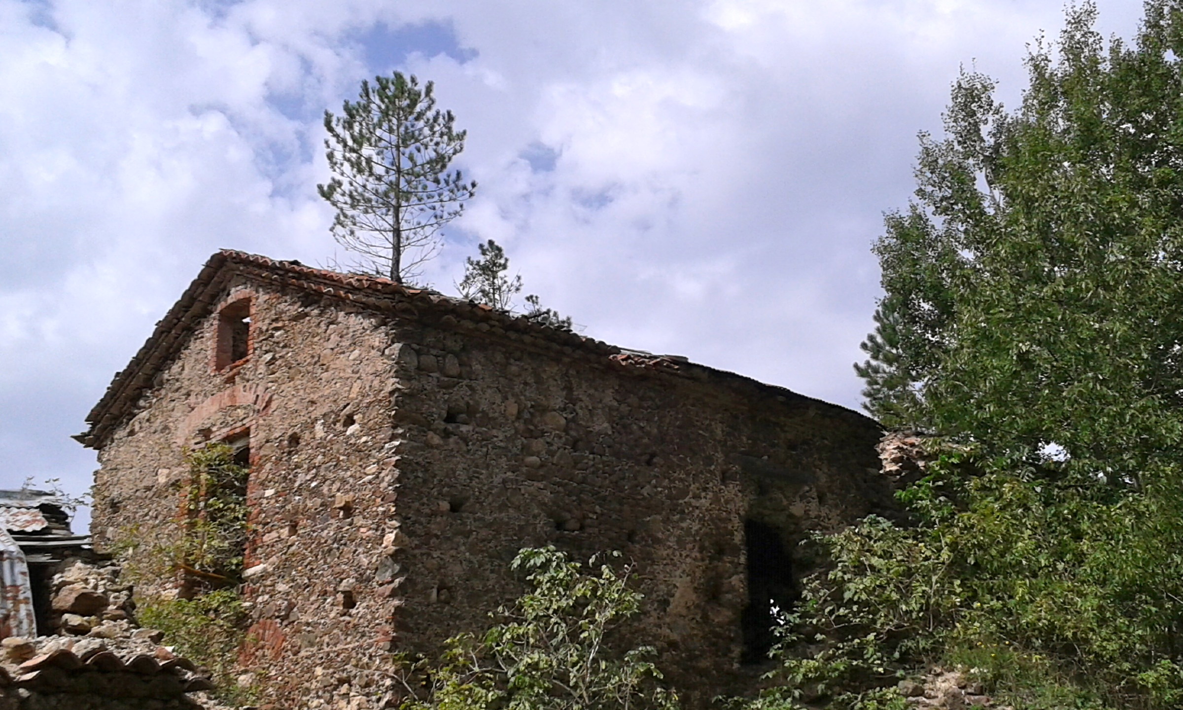 Pine trees on the roof