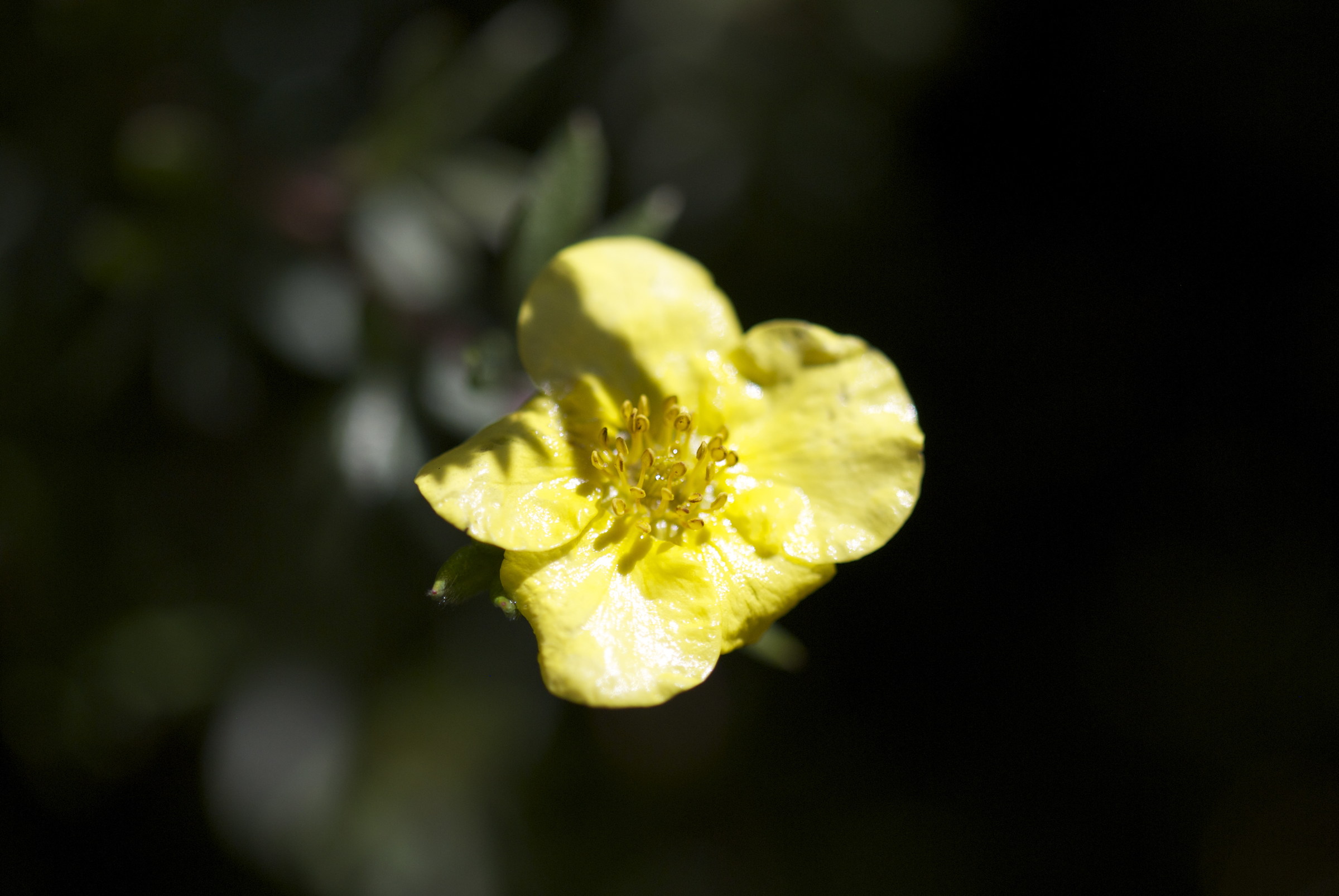 Potentilla grandiflora