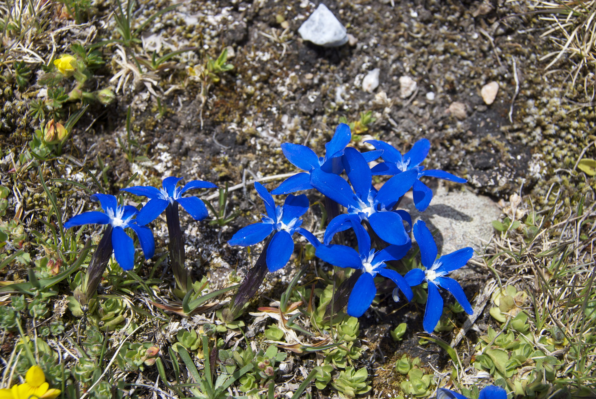 Gentiana schleicheri (Genziana di Schleicher)