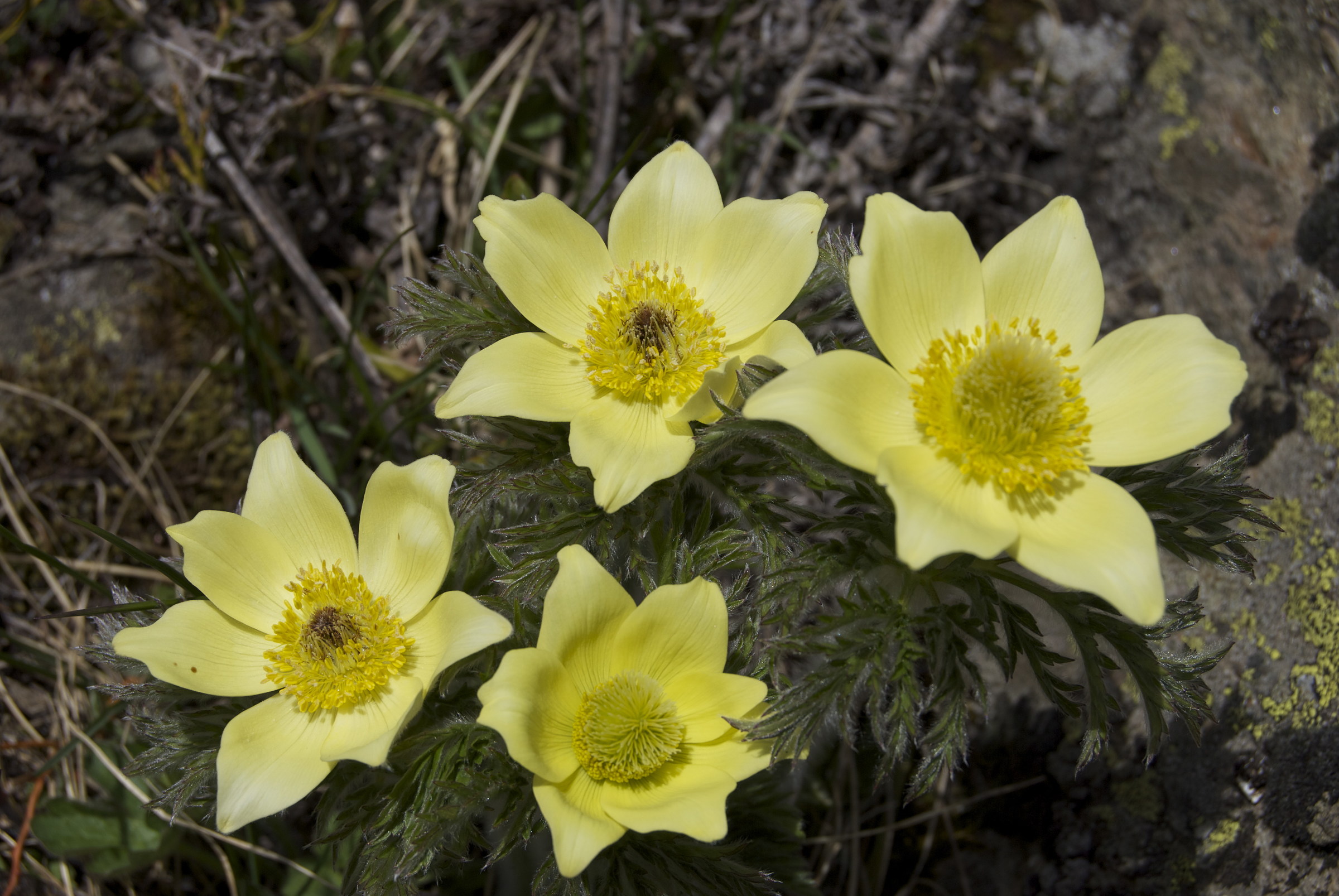 Pulsatilla alpina L. Delarbre (Anemone alpina)