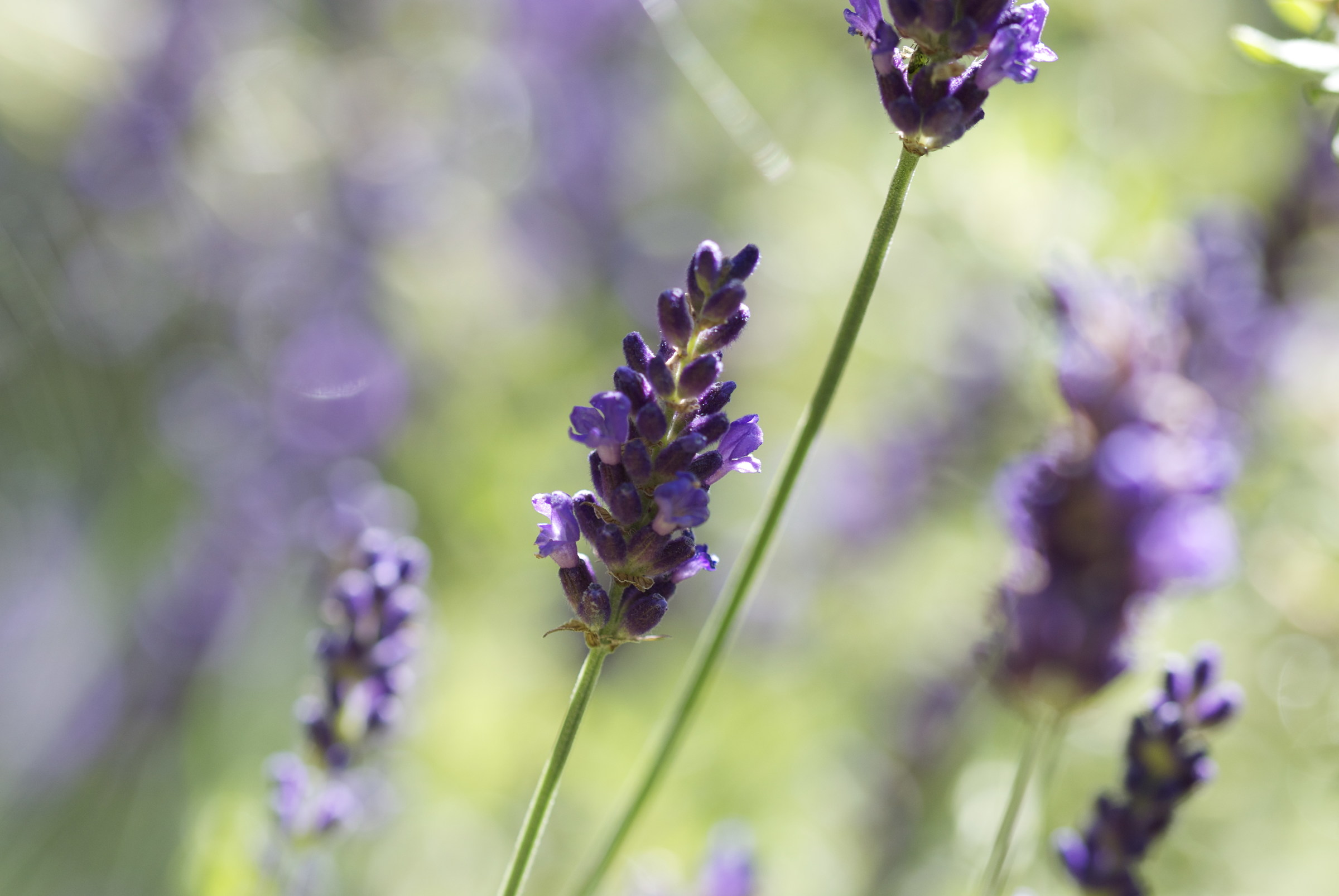 Lavanda