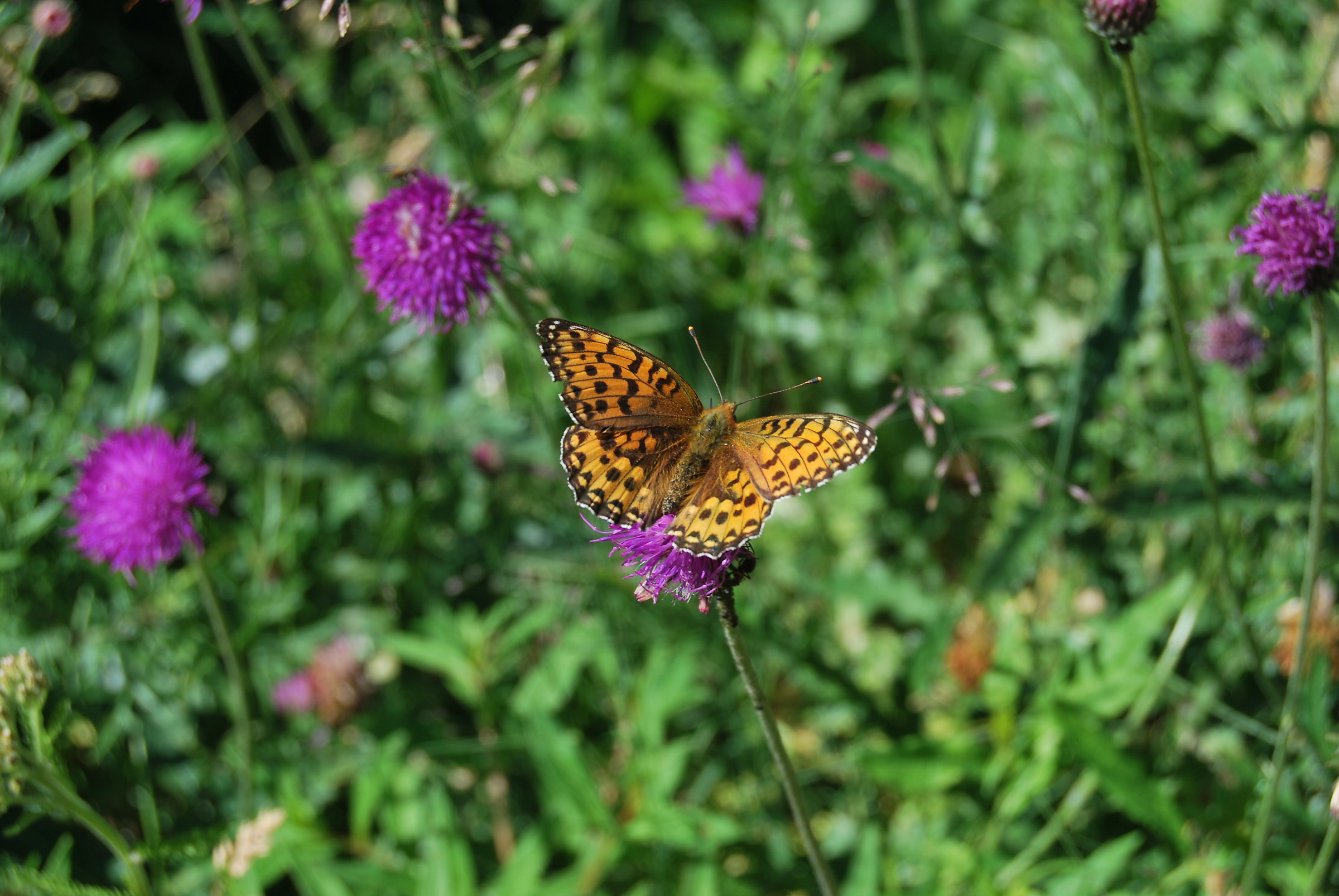 Carduus defloratus (cardo decapitato) con ospite