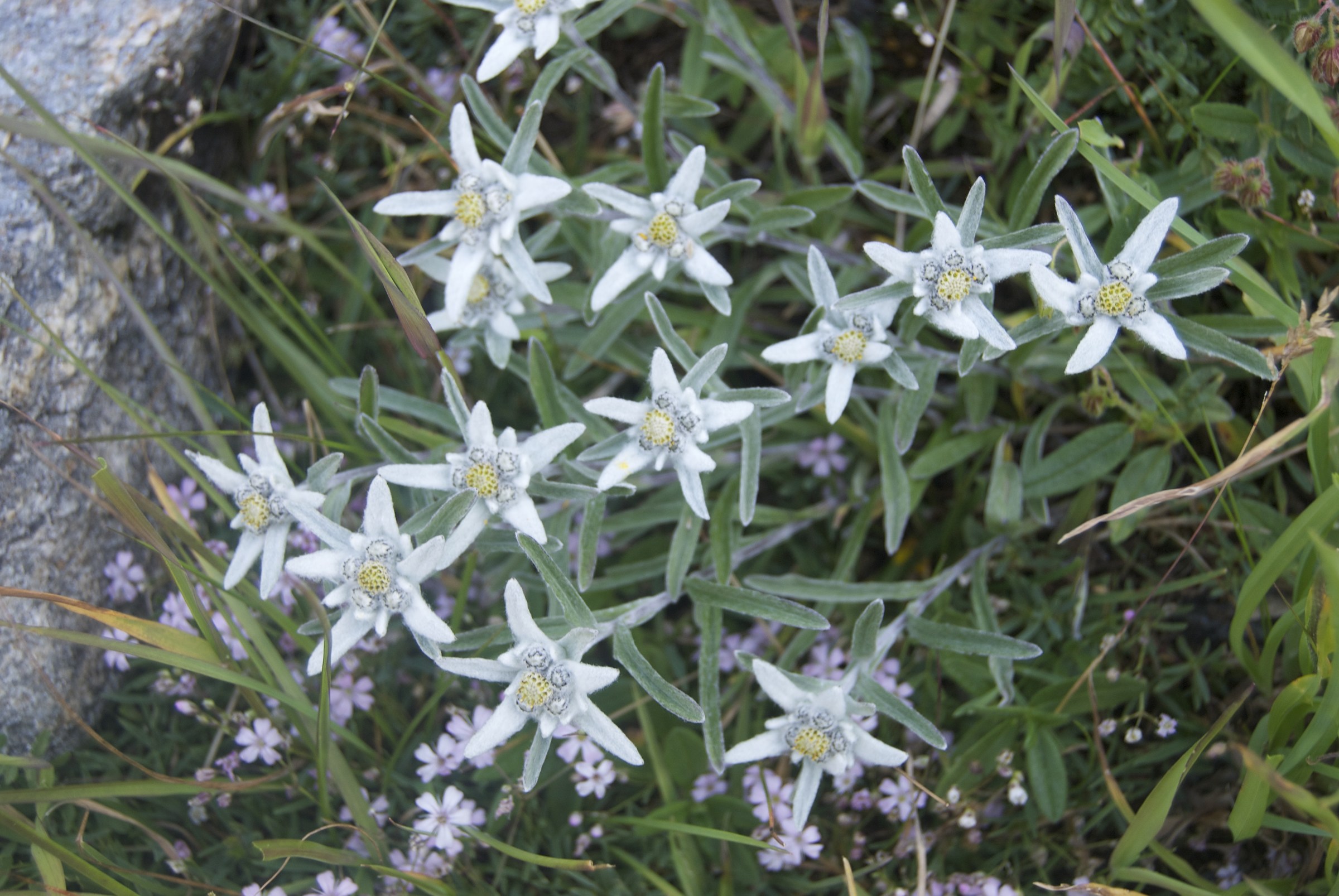 Leontopodium alpinum Cass. (Stella alpina)