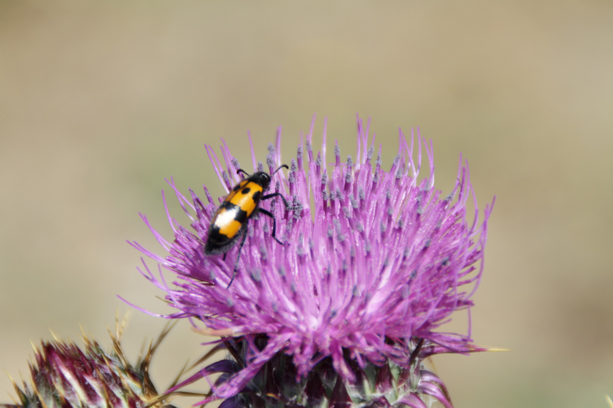 Un polline molto ambito