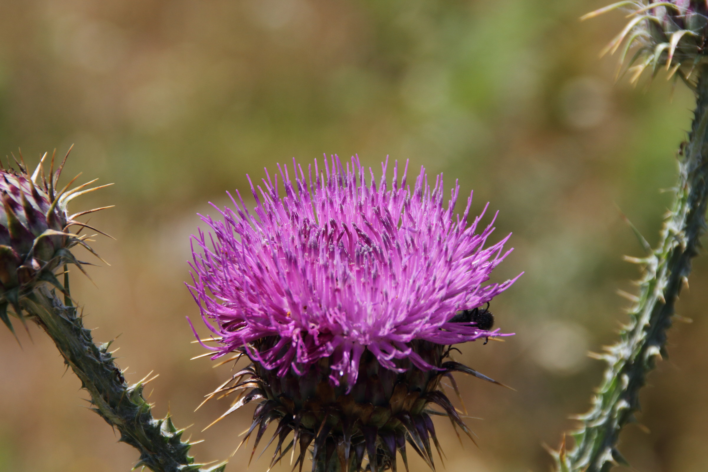 Cardo a braccia aperte,ma cosa spunta dietro l'orecchio