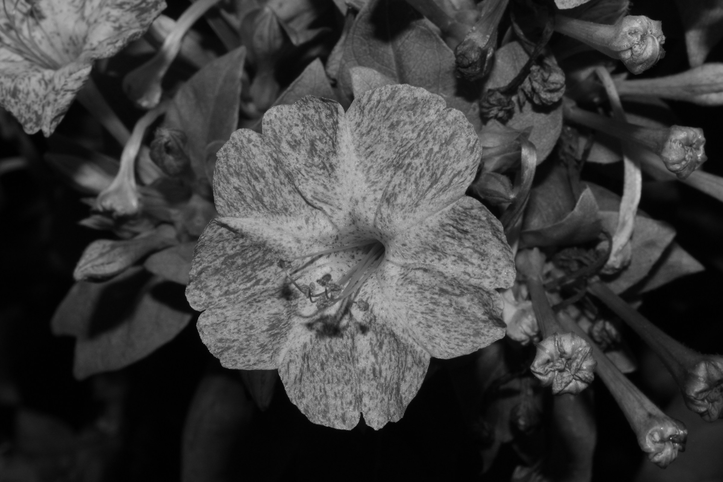 Beautiful at night B & W