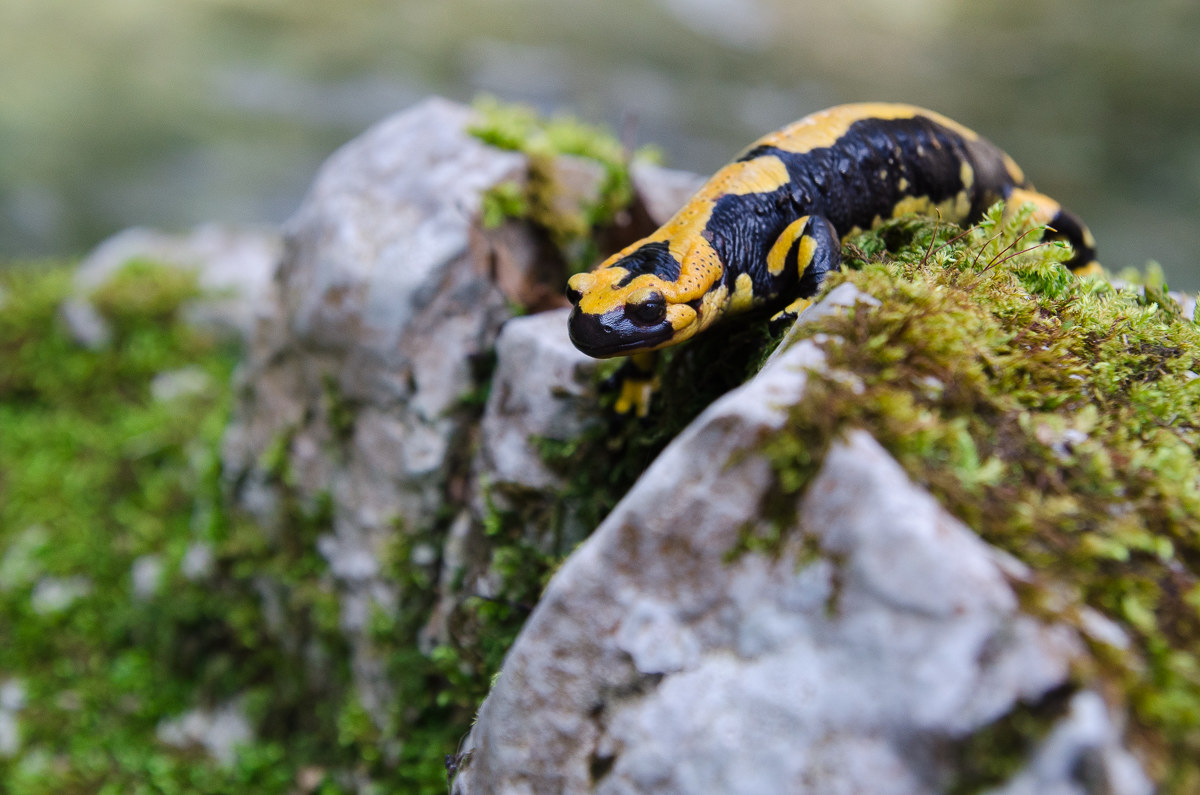 Salamandra Pezzata