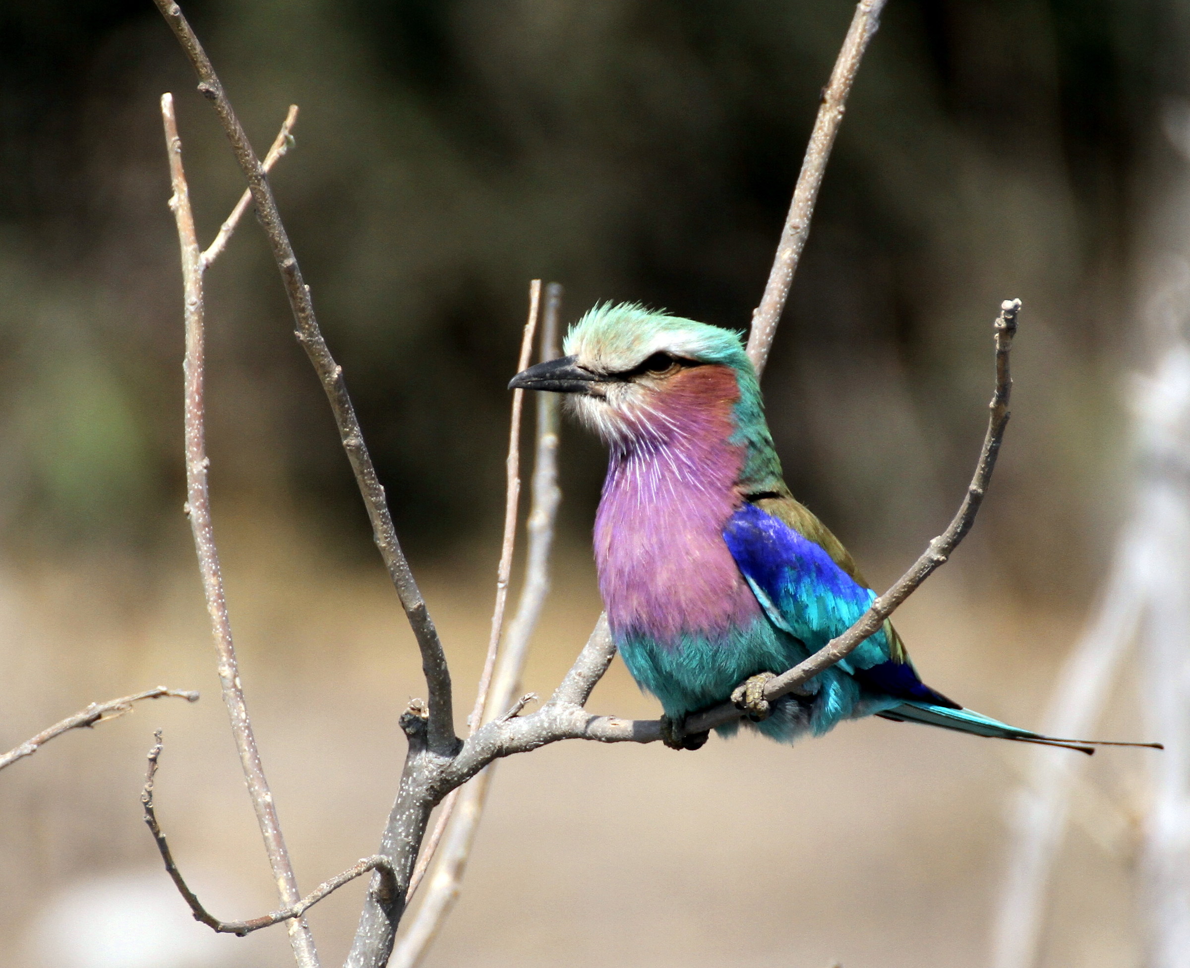 Lilac-breasted Roller