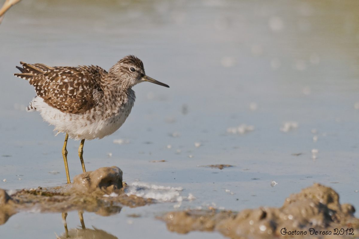 Piro piro boschereccio.