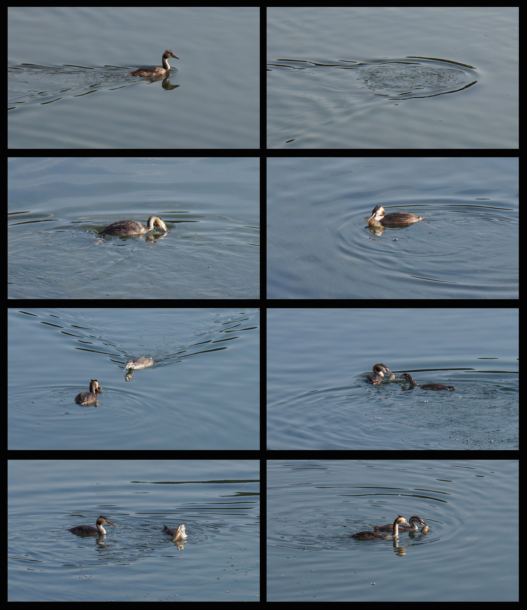 Grebe passing the chick too big a fish