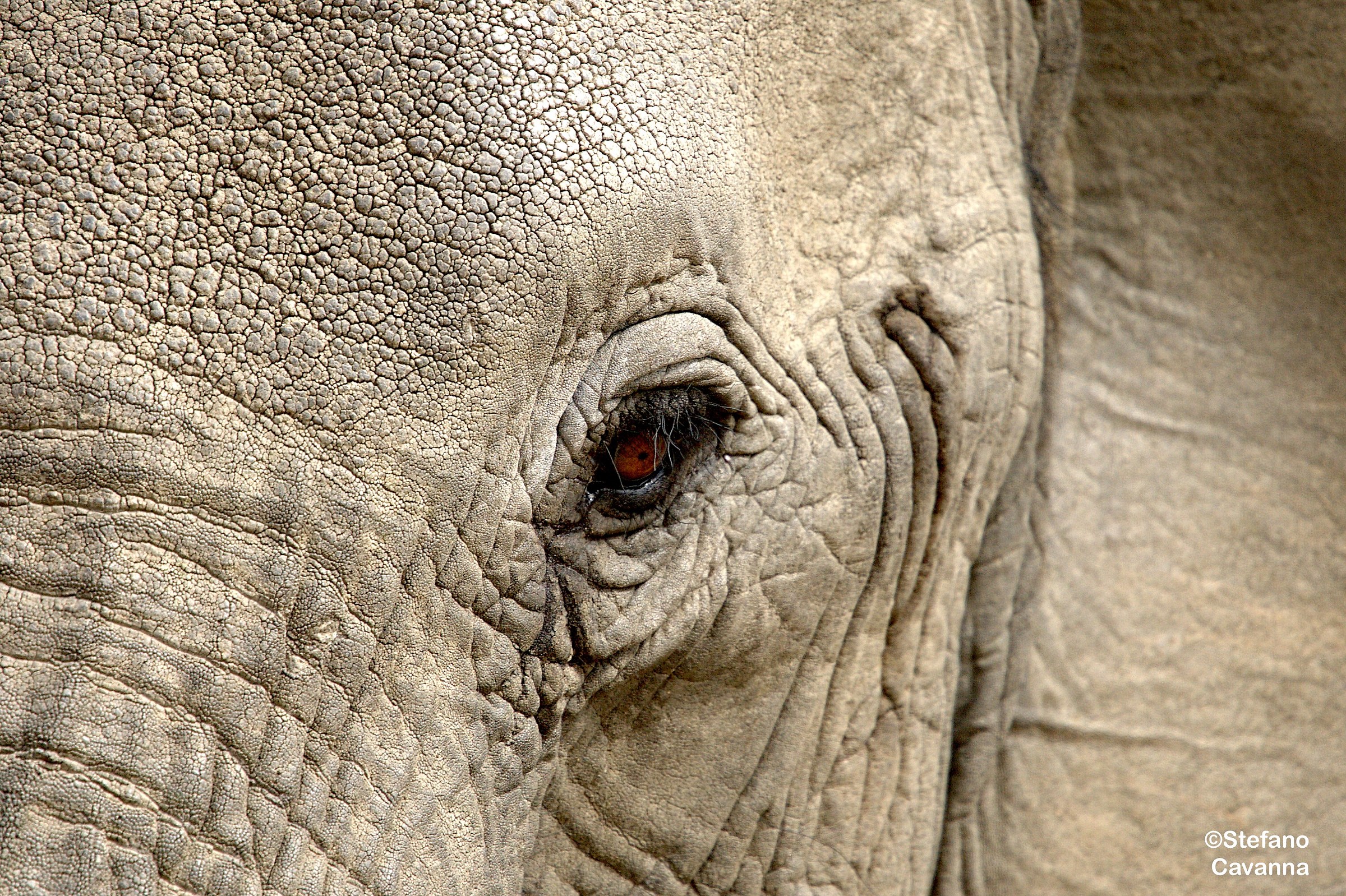 The eye of the elephant