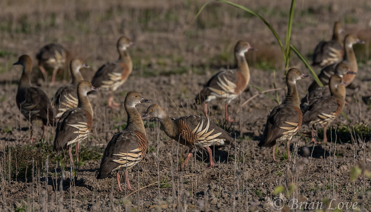 Plumed Whistling Ducks - Dendrocygna eytoni