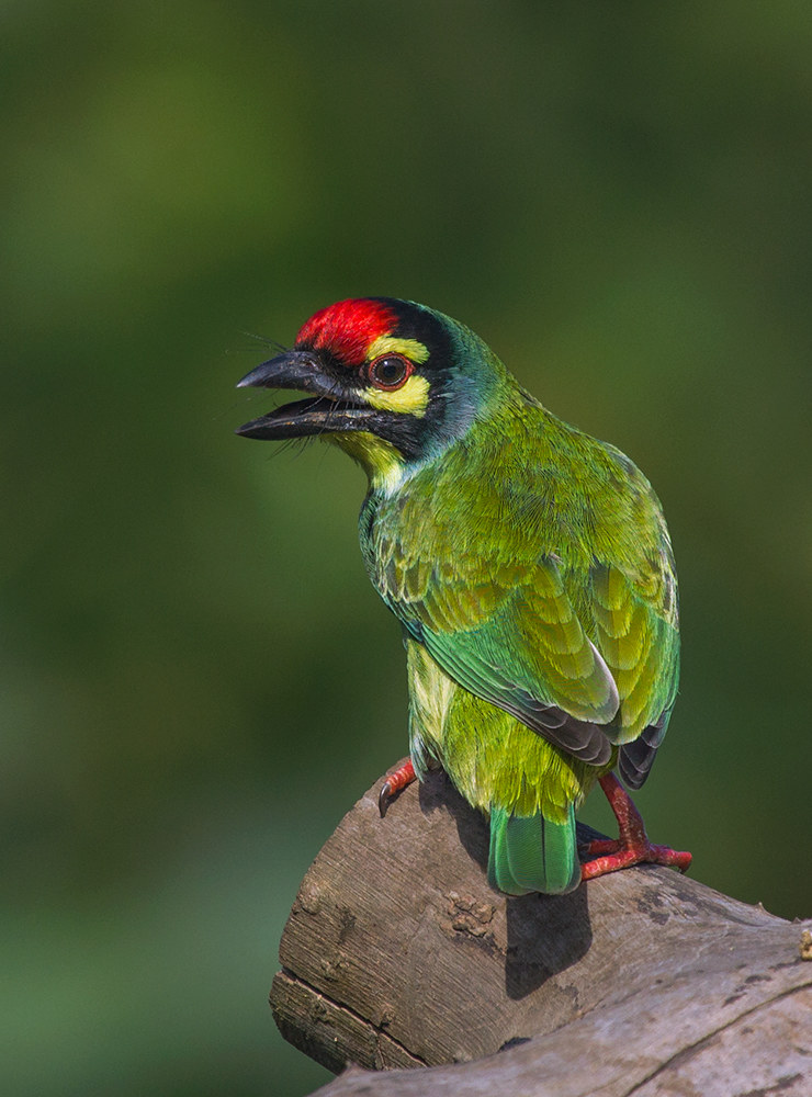 Coppersmith Barbet.