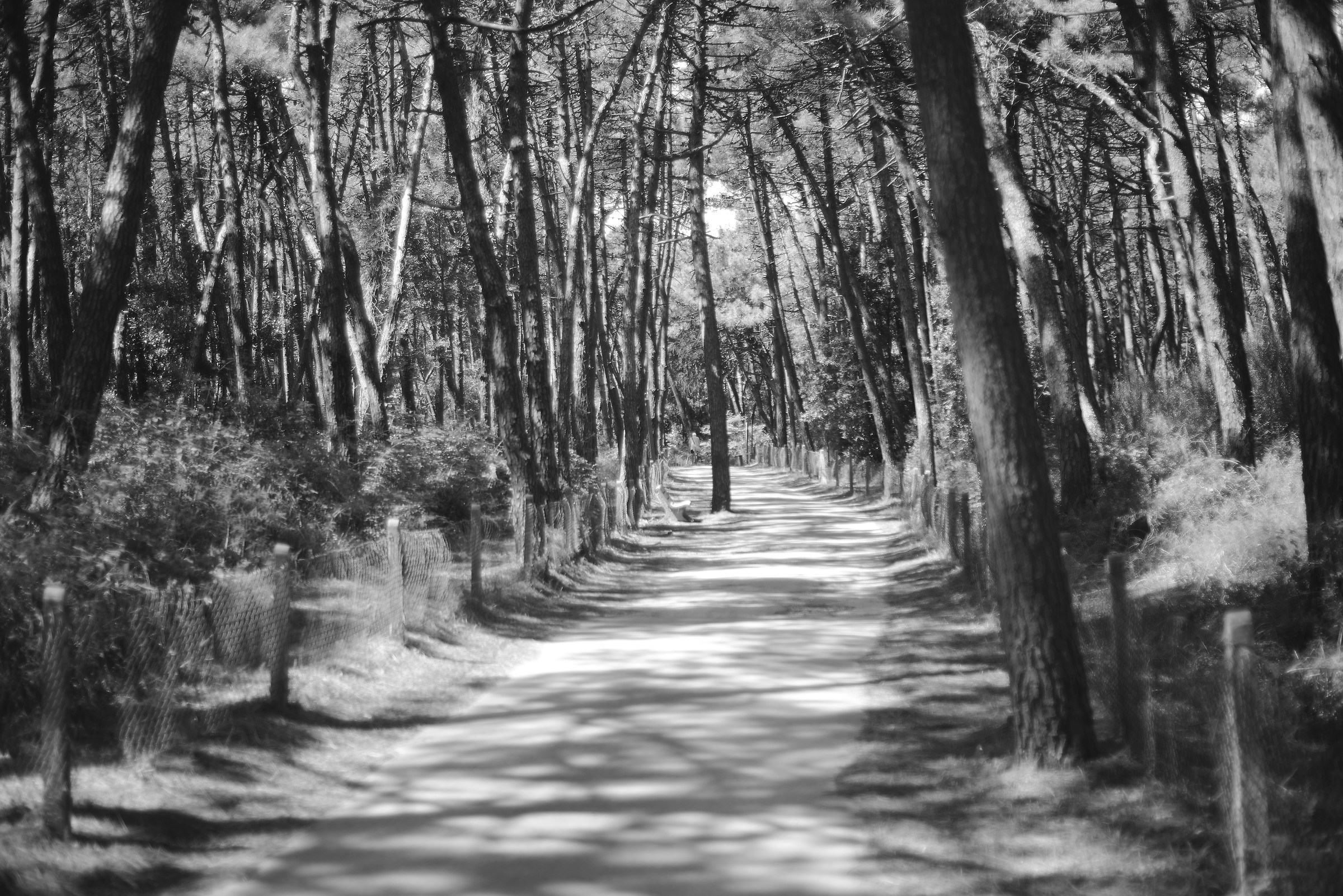 pineta di ravenna riserva naturale B/W