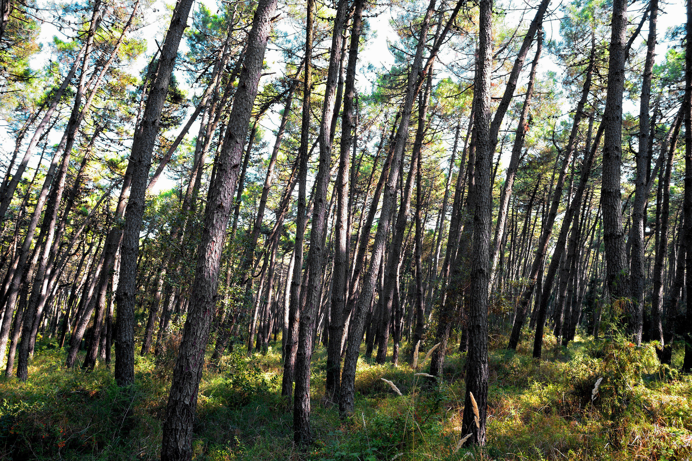 pineta di ravenna riserva naturale