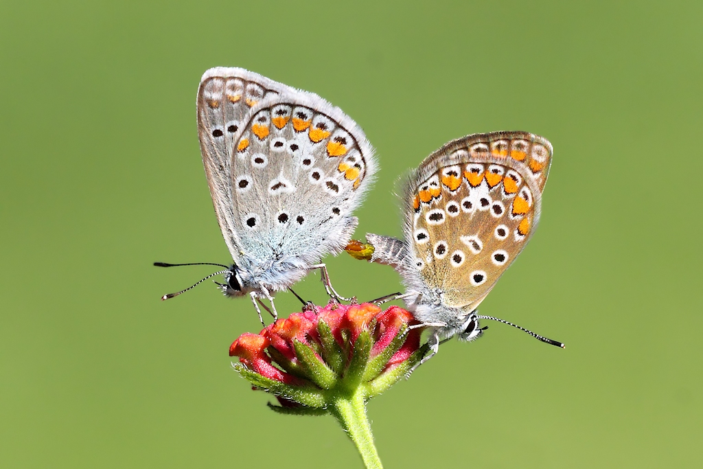 Licenidi in accoppiamento