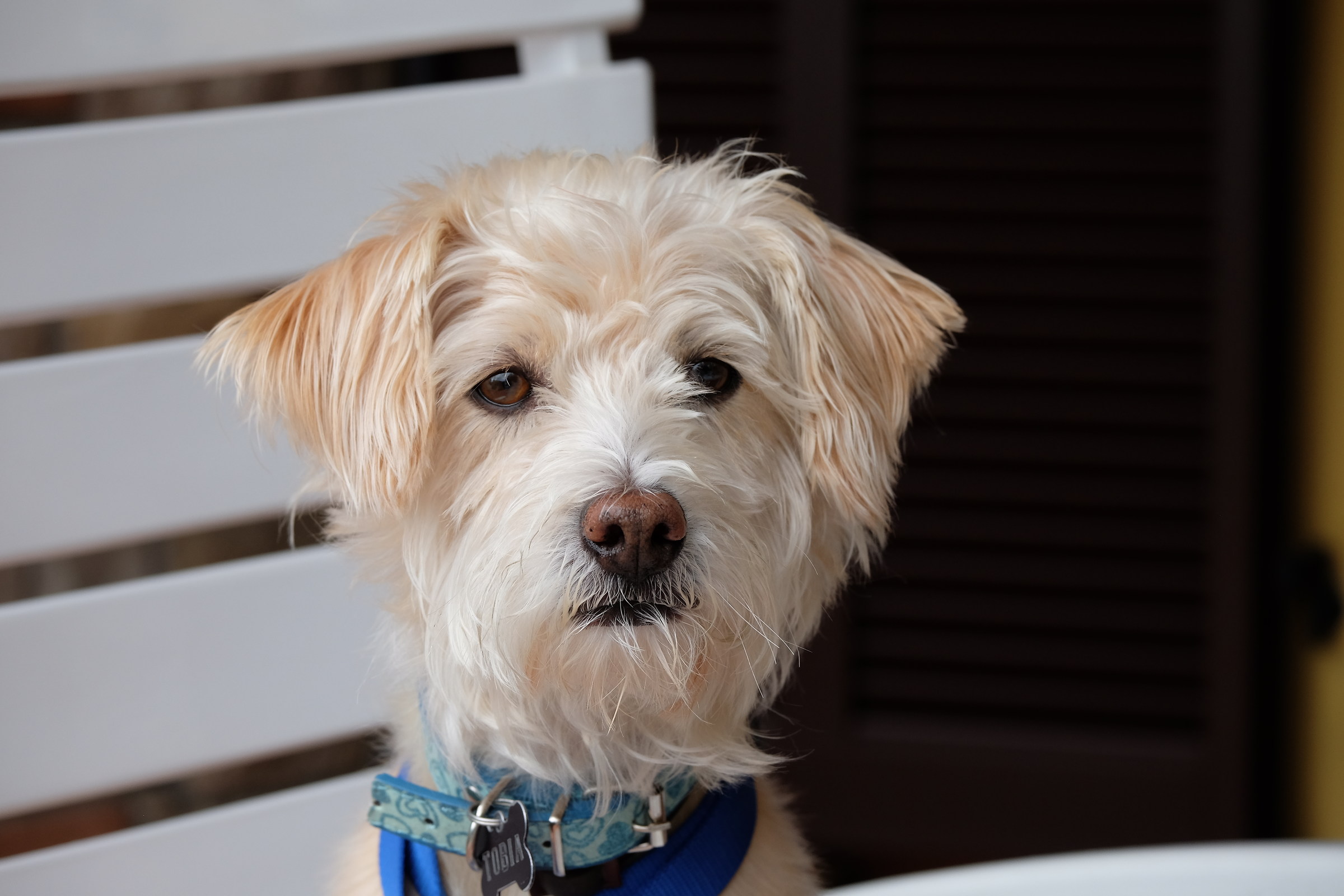 Tobias, the most coward there is! :-)