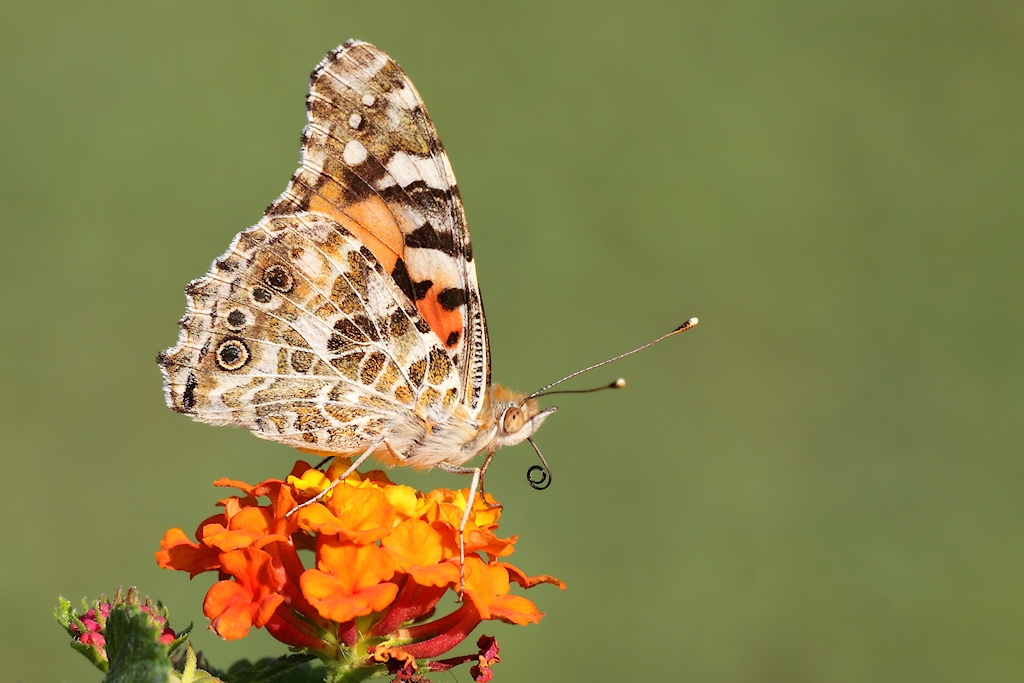 Vanessa Cardui