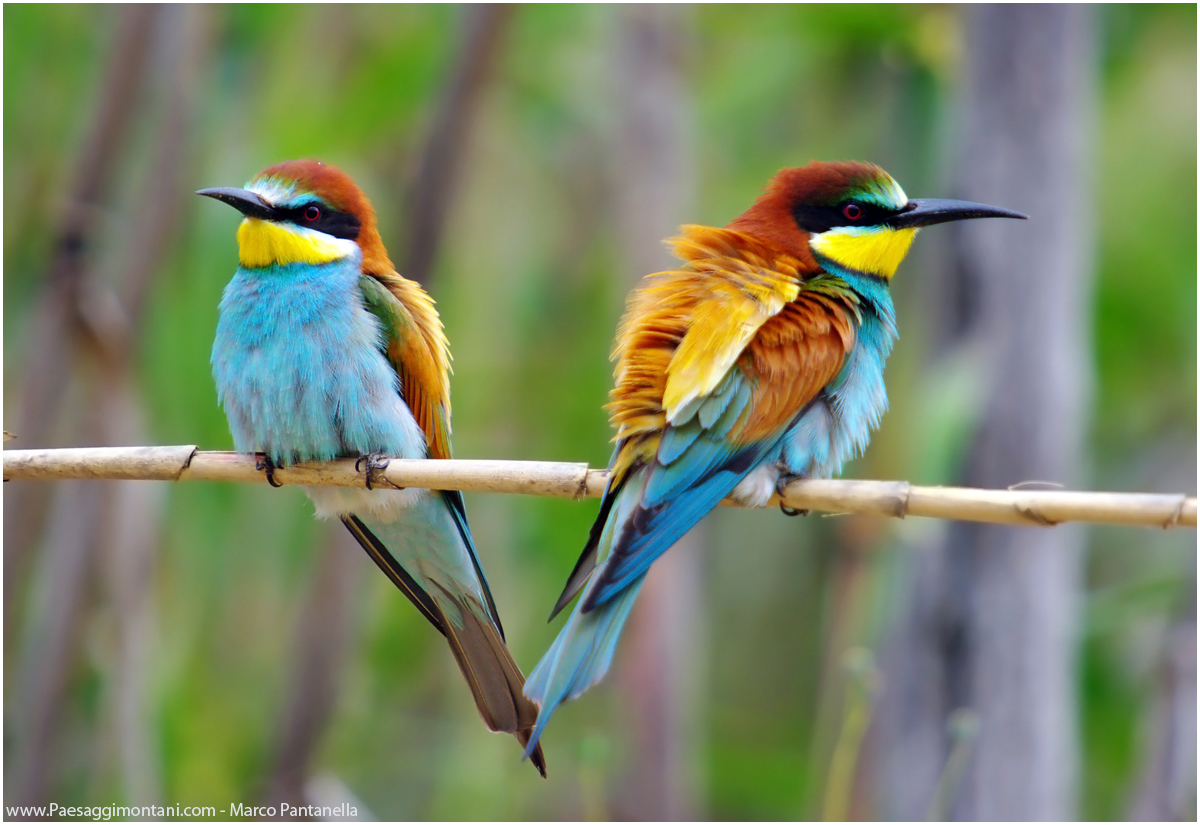 Bee-eaters